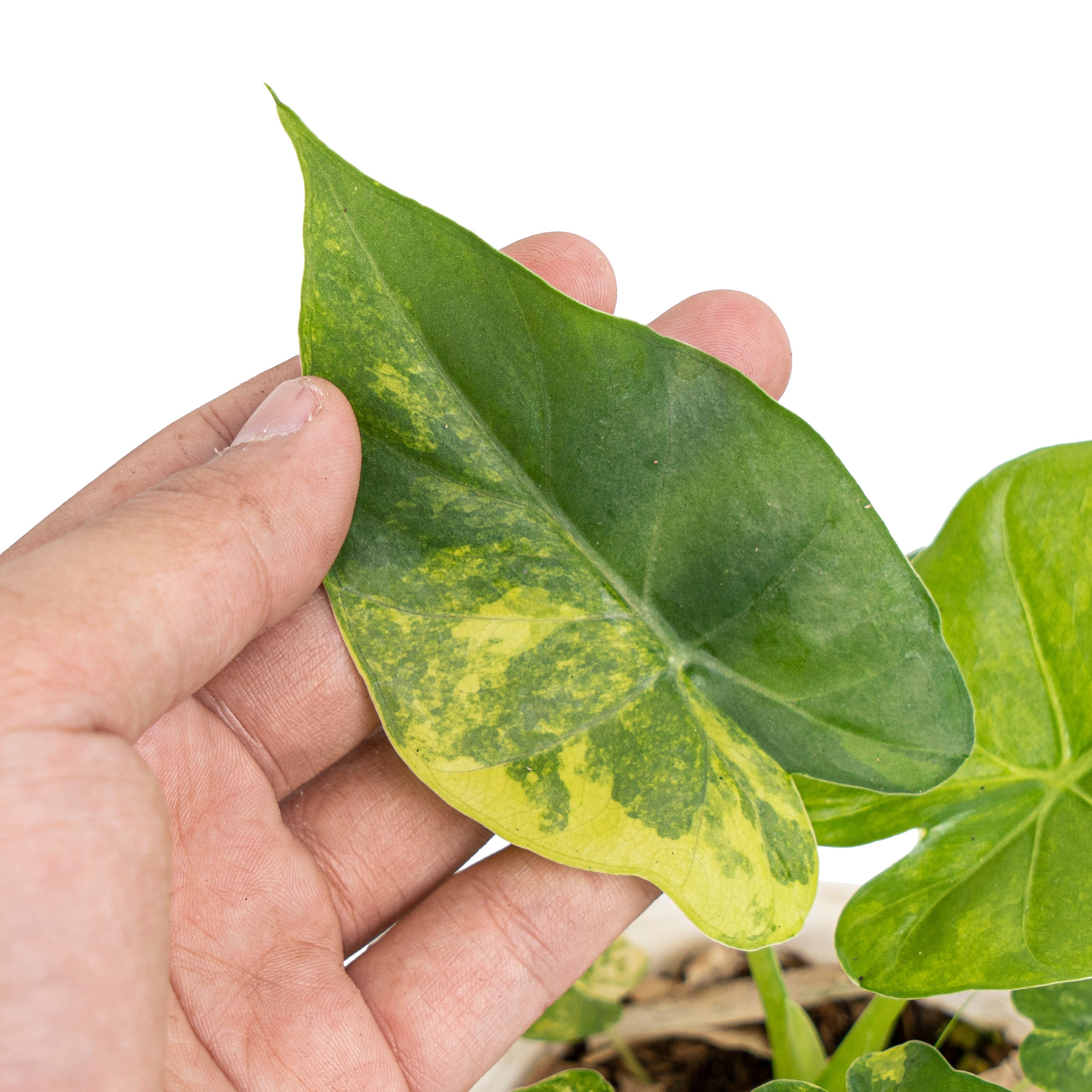 Alocasia Gageana aure variegated