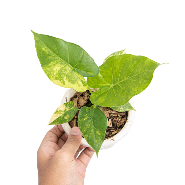 Variegated Alocasia Gageana Albo seedling hotsell plant start