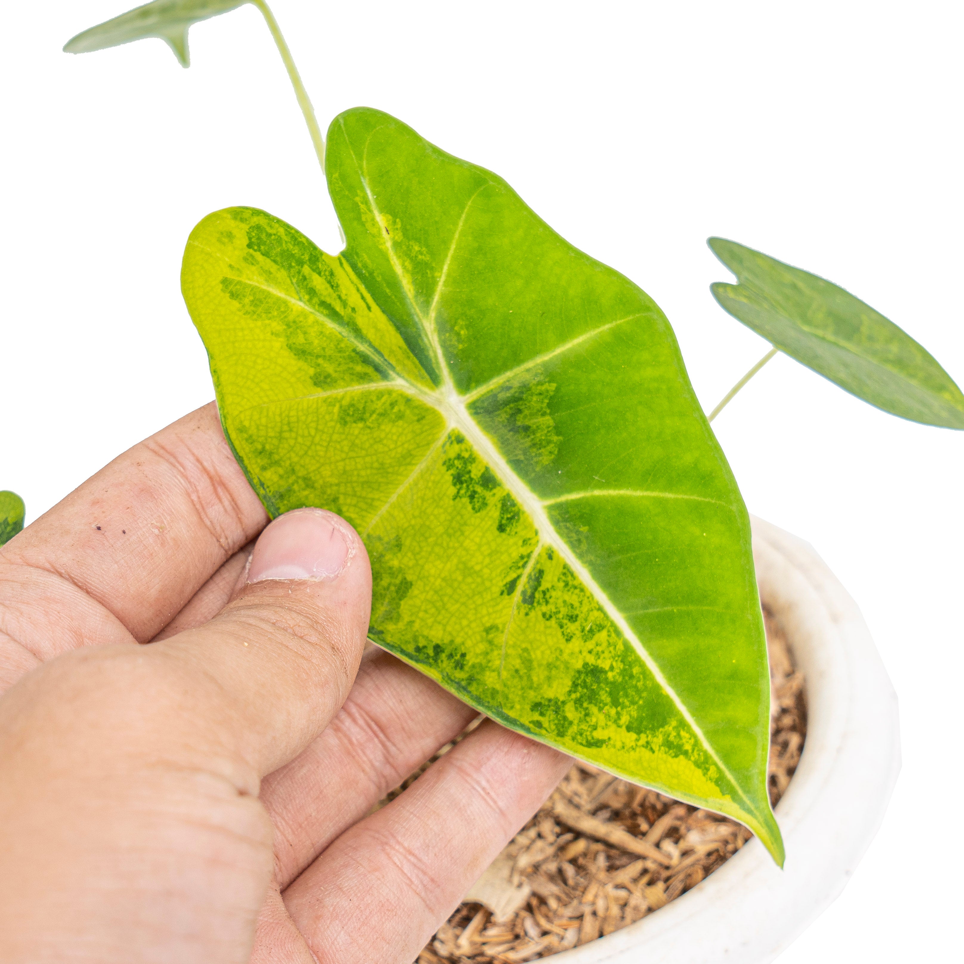 Alocasia frydek aurea variegated