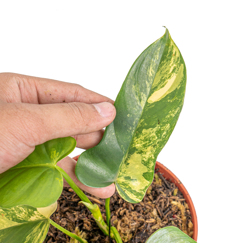 Philodendron violin variegated