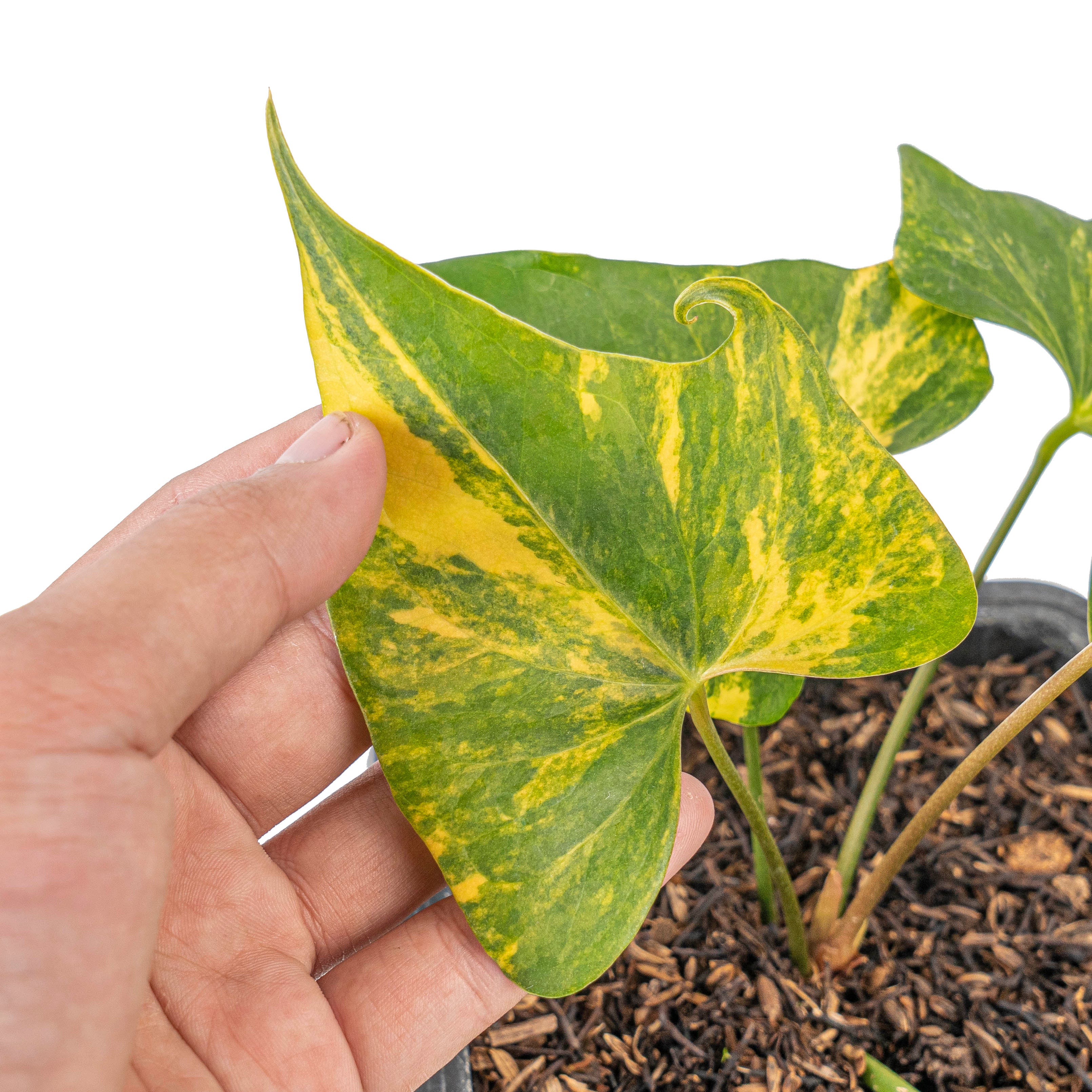 Anthurium Pterodactyl aurea variegated