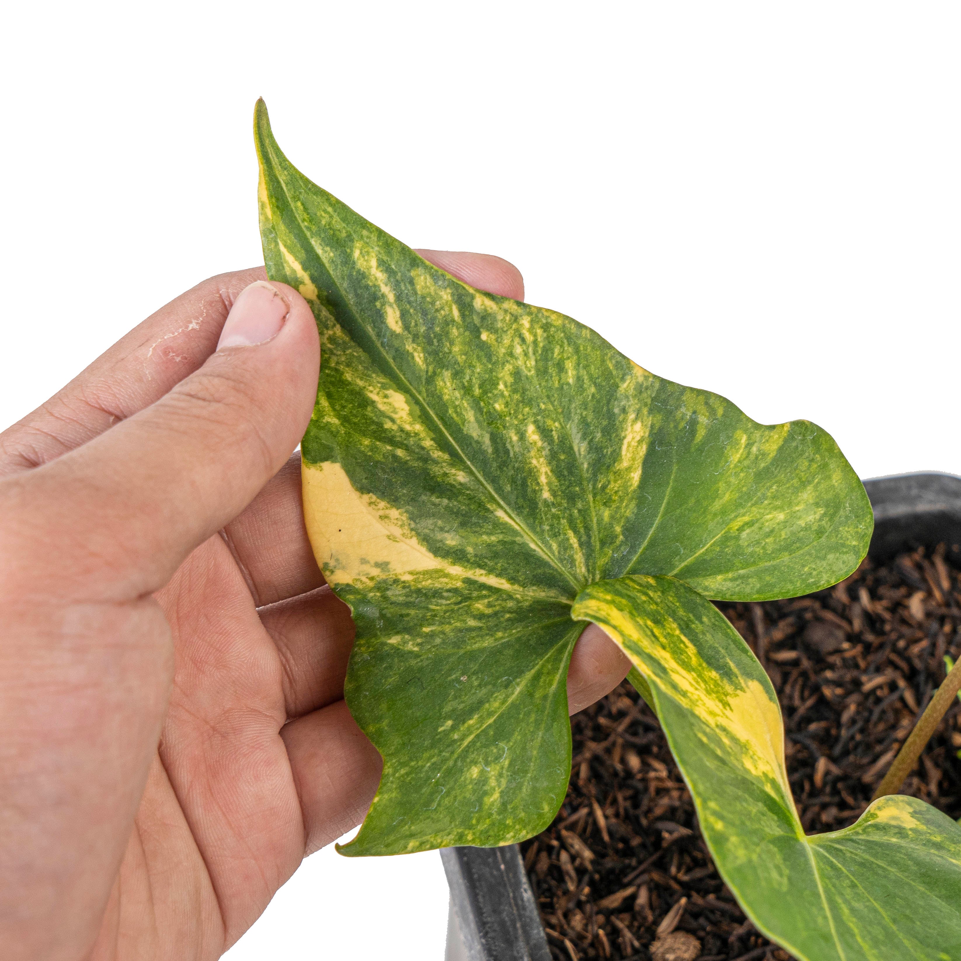 Anthurium Pterodactyl aurea variegated