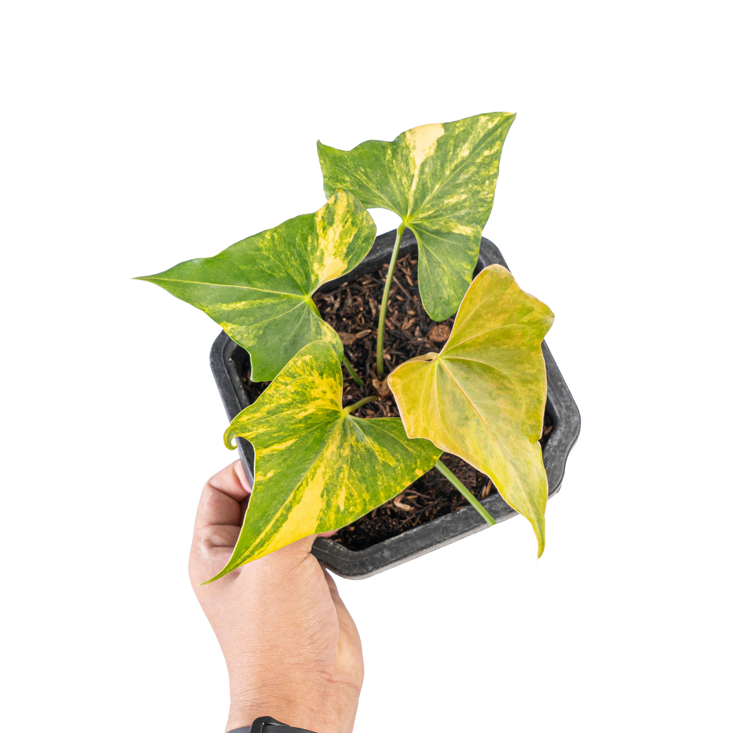 Anthurium Pterodactyl aurea variegated