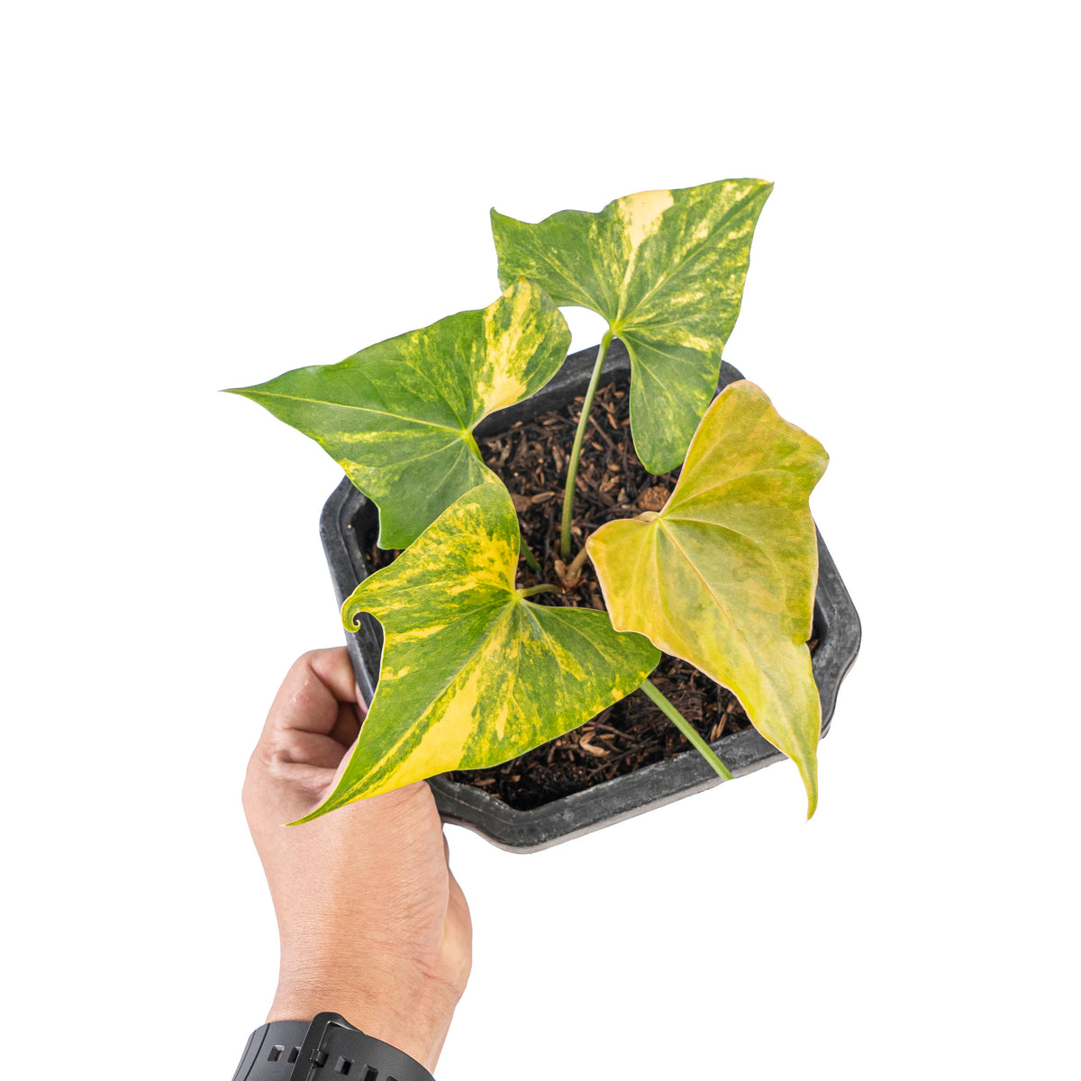 anthurium pterodactyl variegated Anthurium Pterodactyl aurea variegated