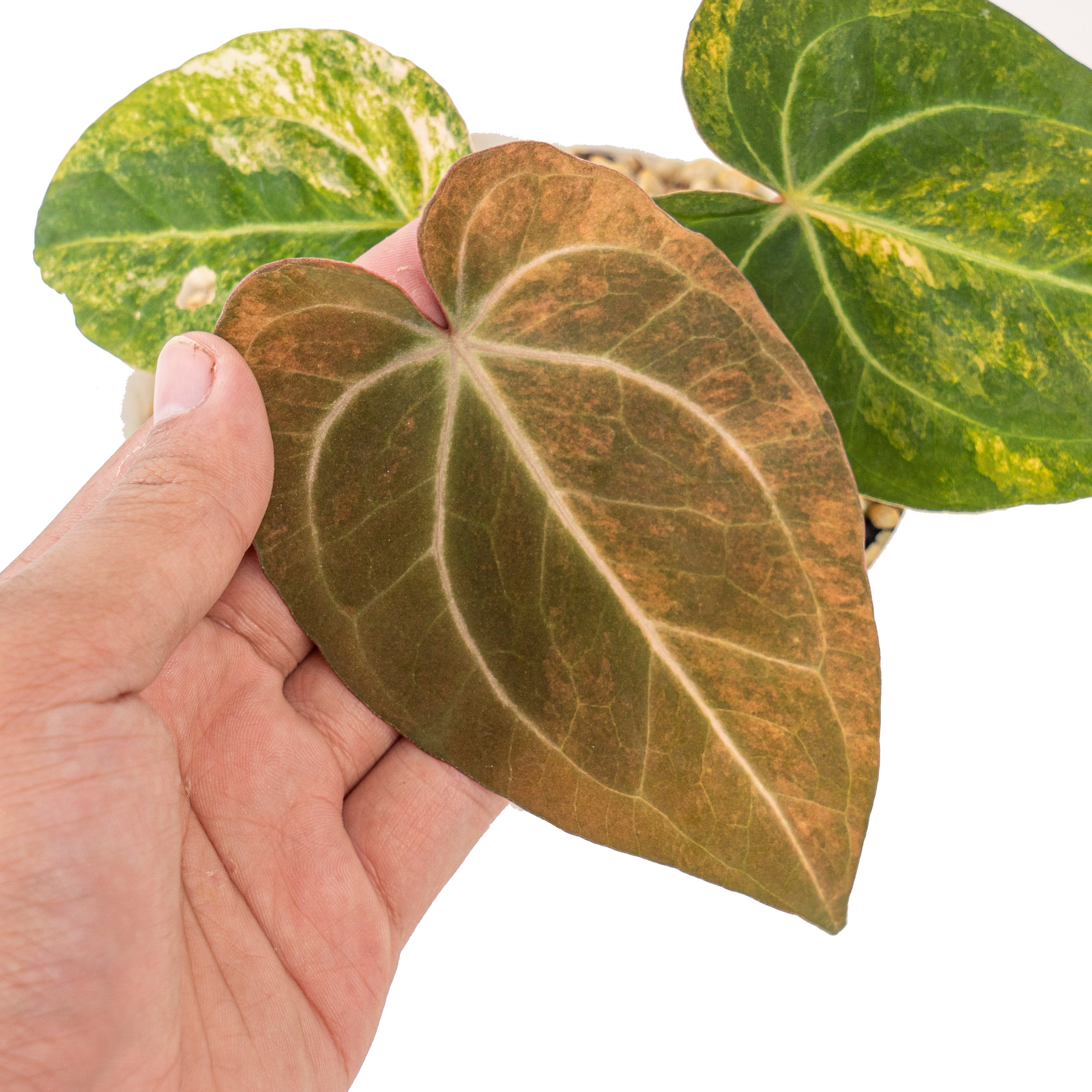 Anthurium red devils variegated (papillilaminum hybrid)