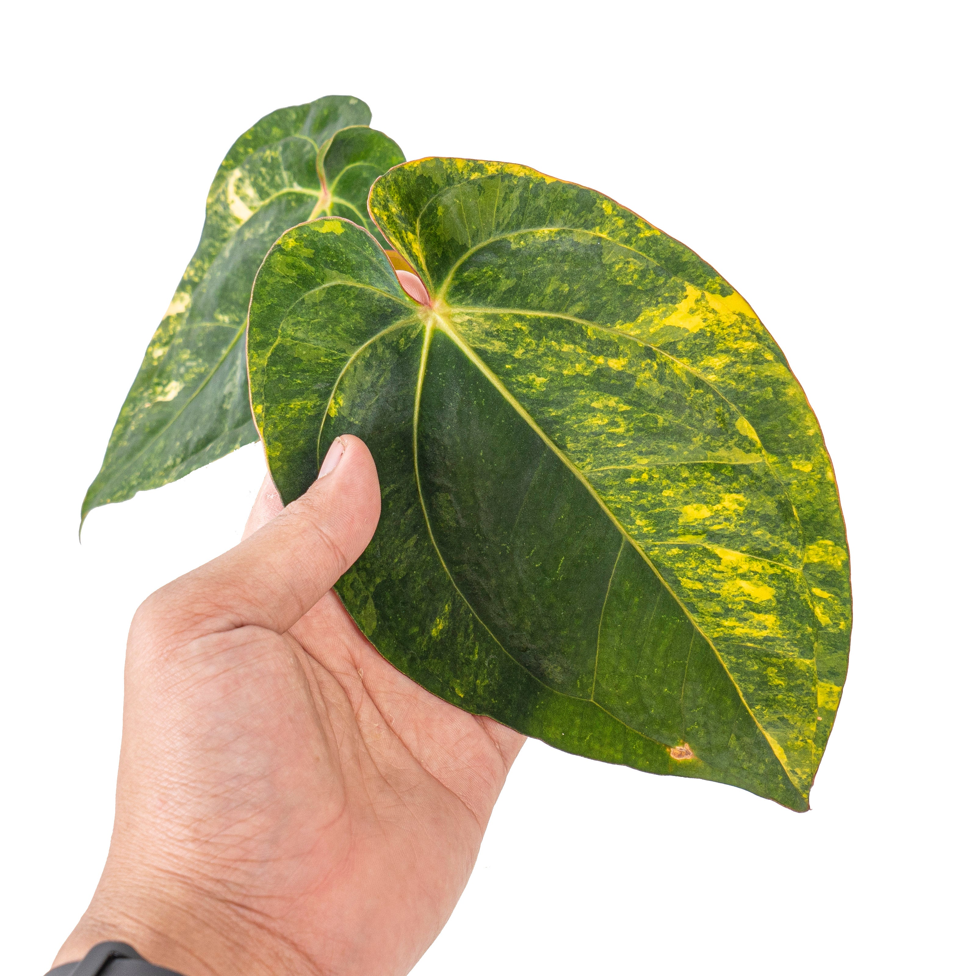 Anthurium ace of spades variegated