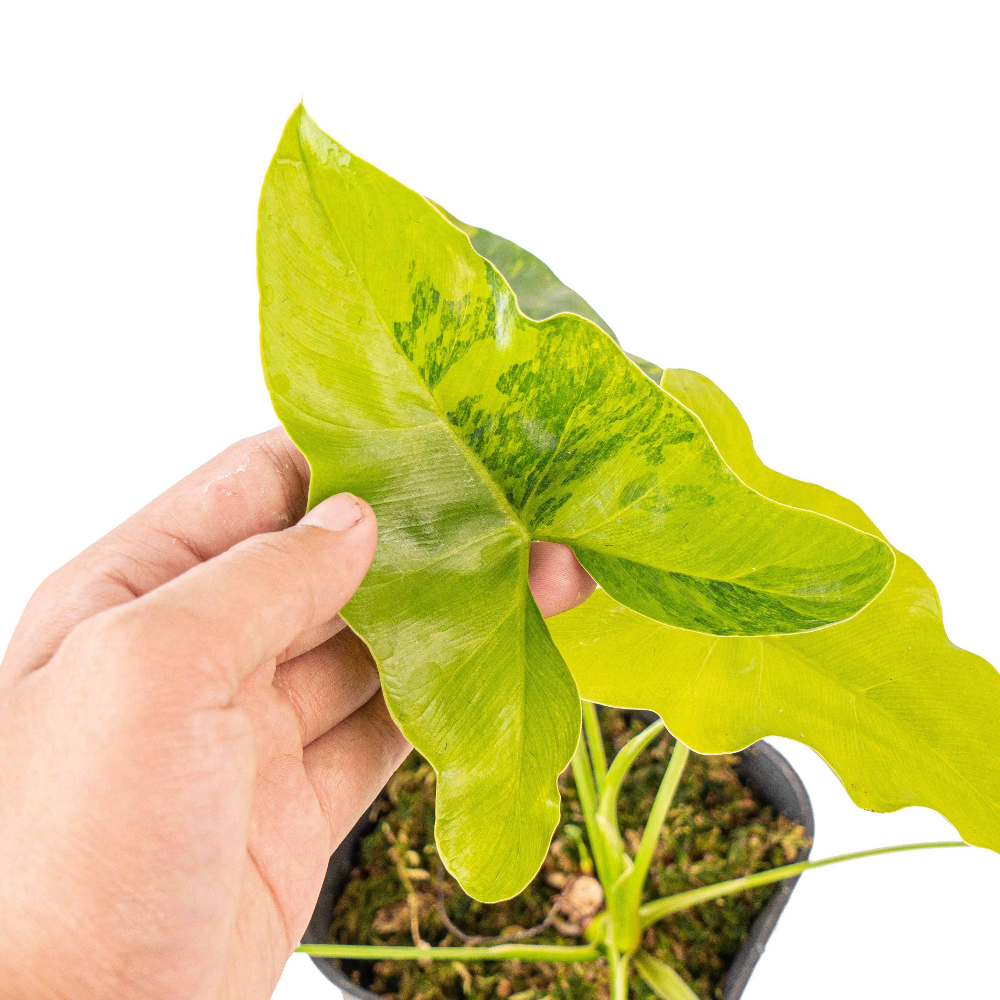 Thaumatophyllum williamsii variegated