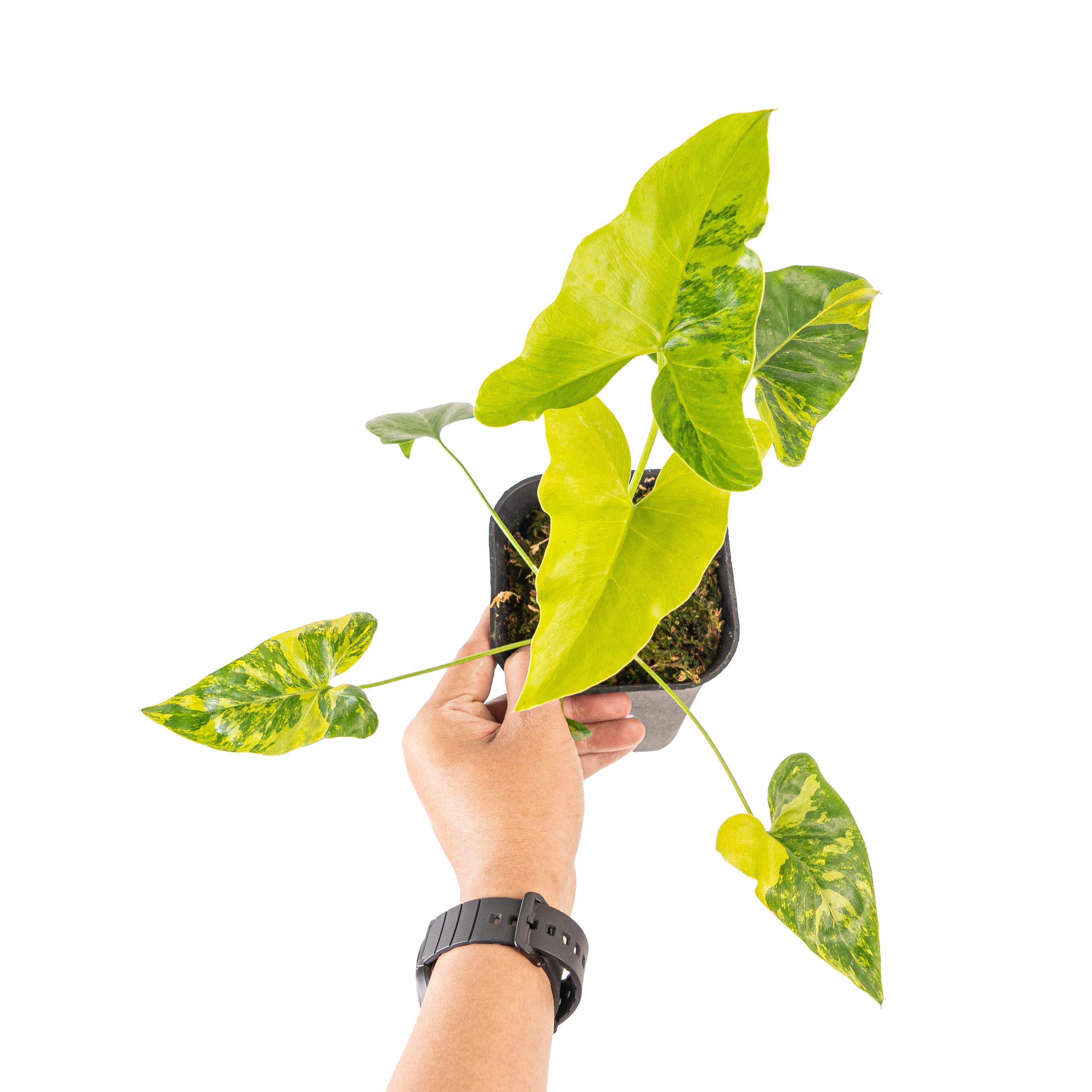 Thaumatophyllum williamsii variegated