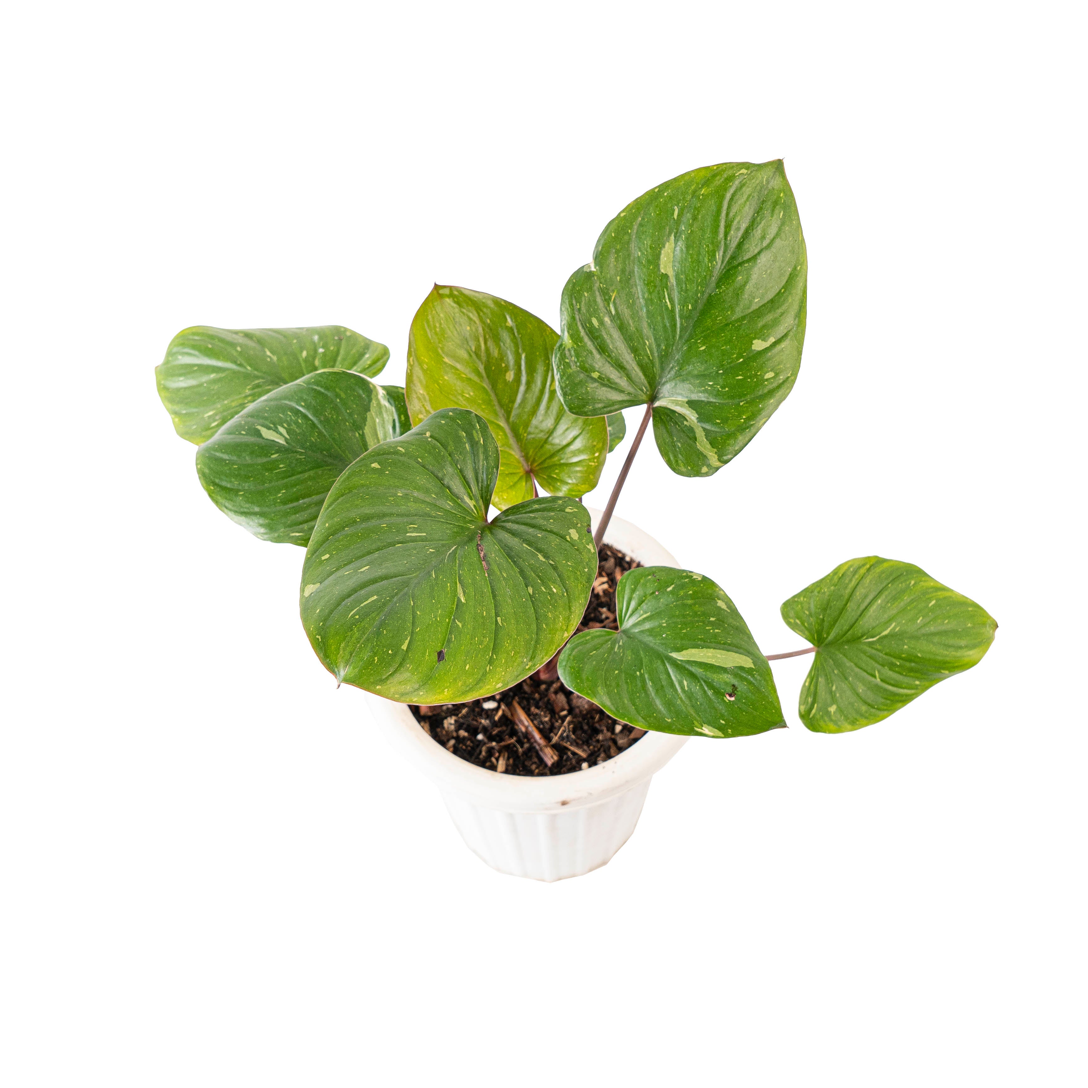 Homalomena