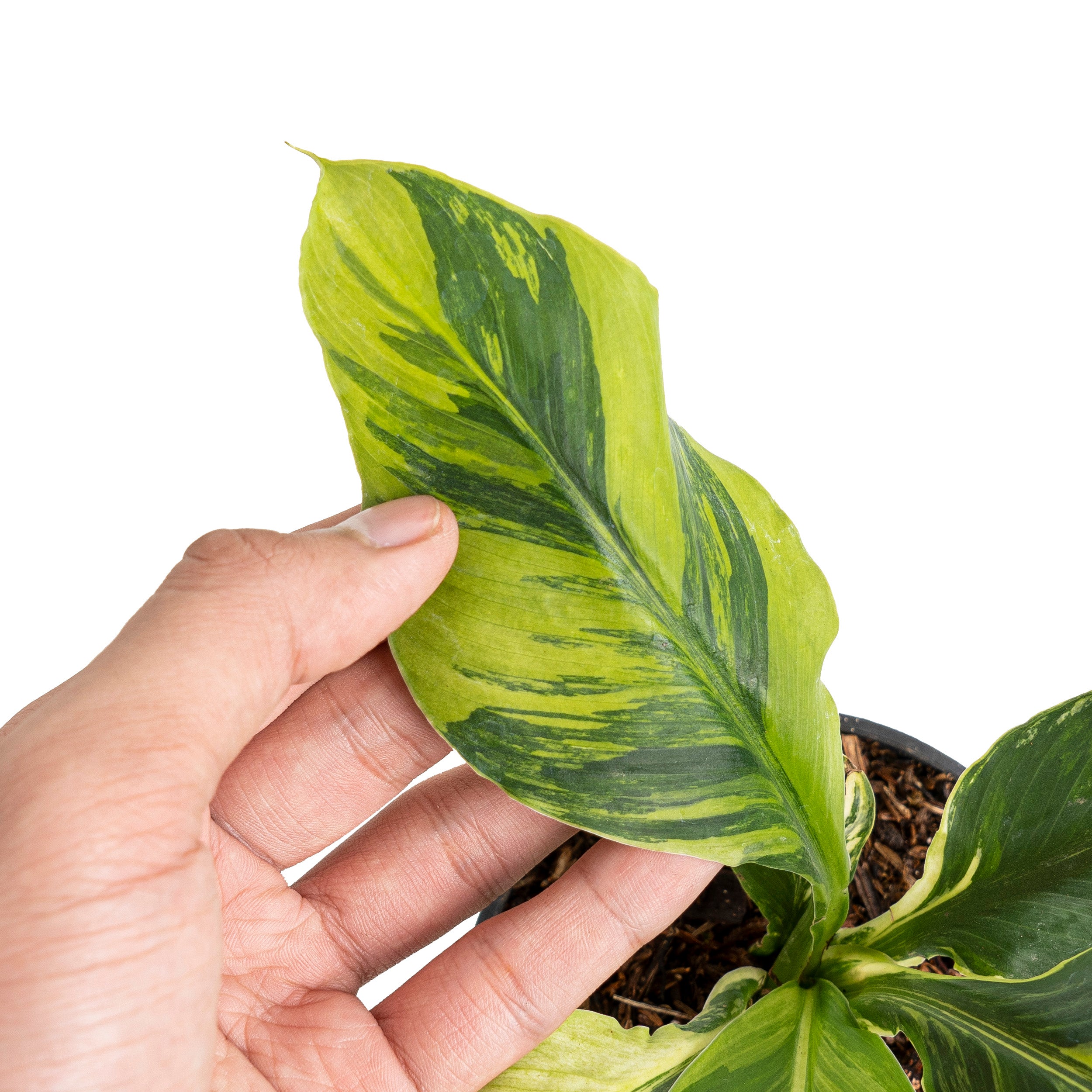 Spathiphyllum sensation aurea variegated
