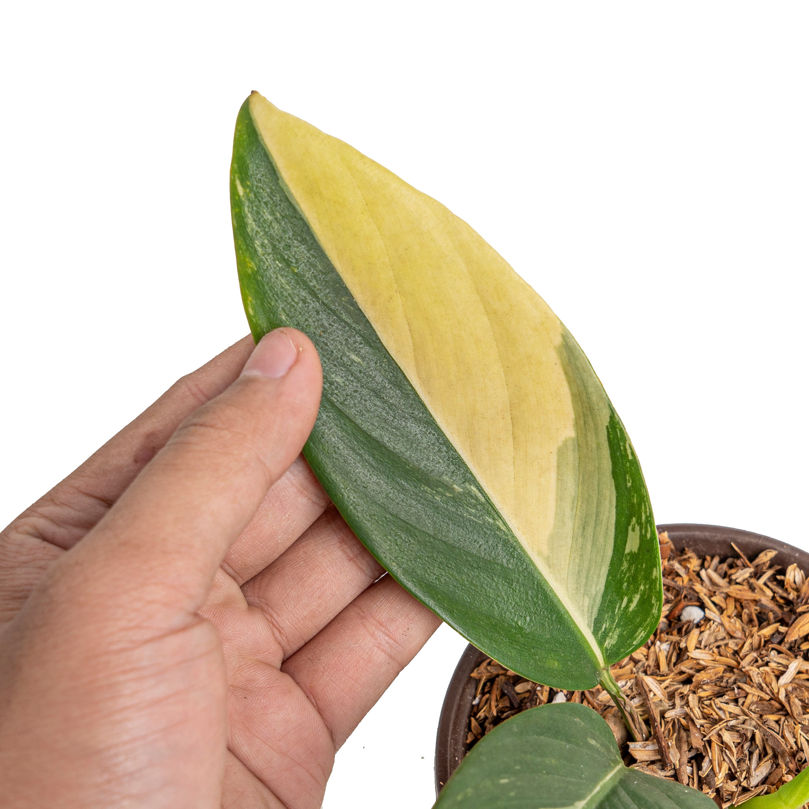 Scindapsus rupestris aurea variegated