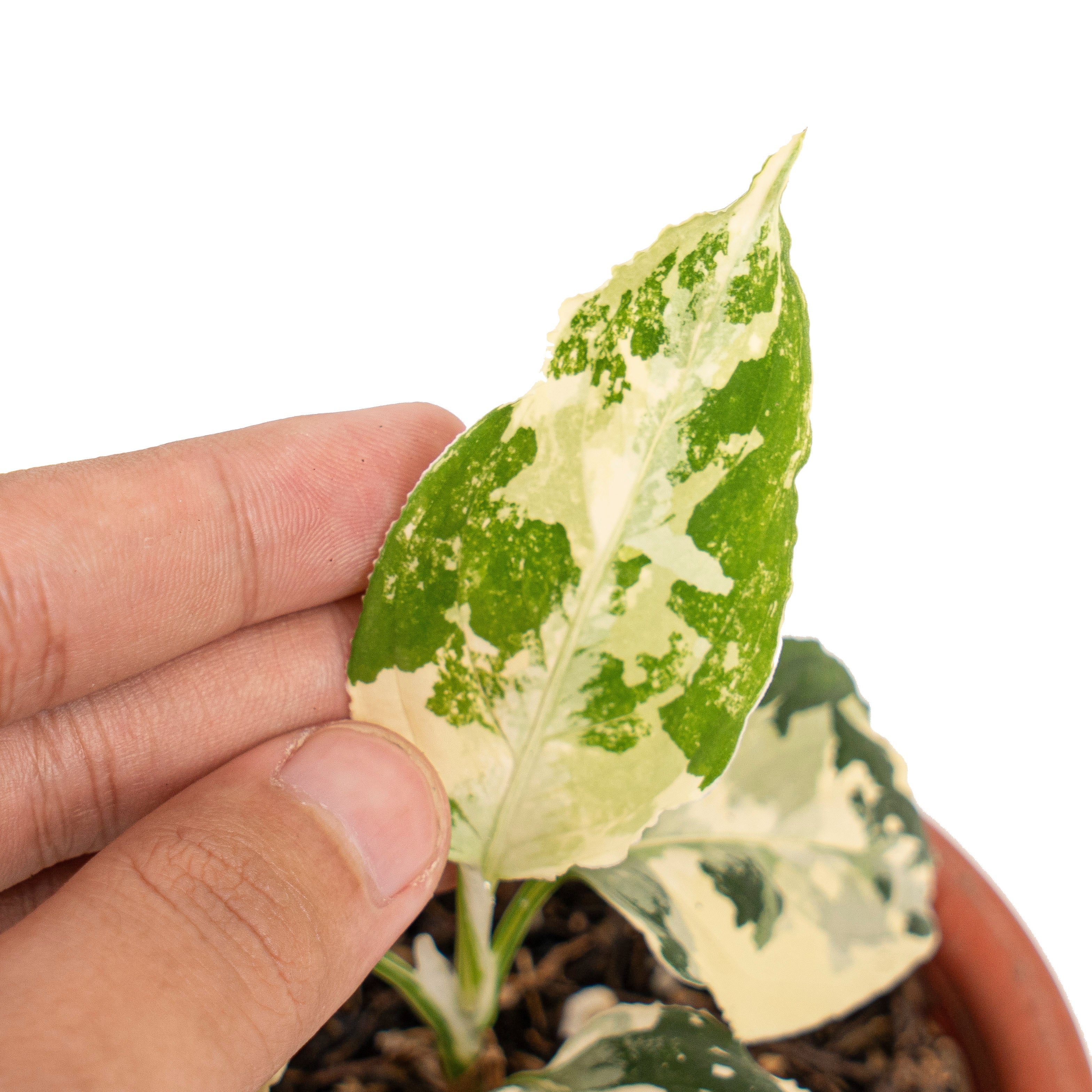 Aglaonema pictum bicolor variegated mature size