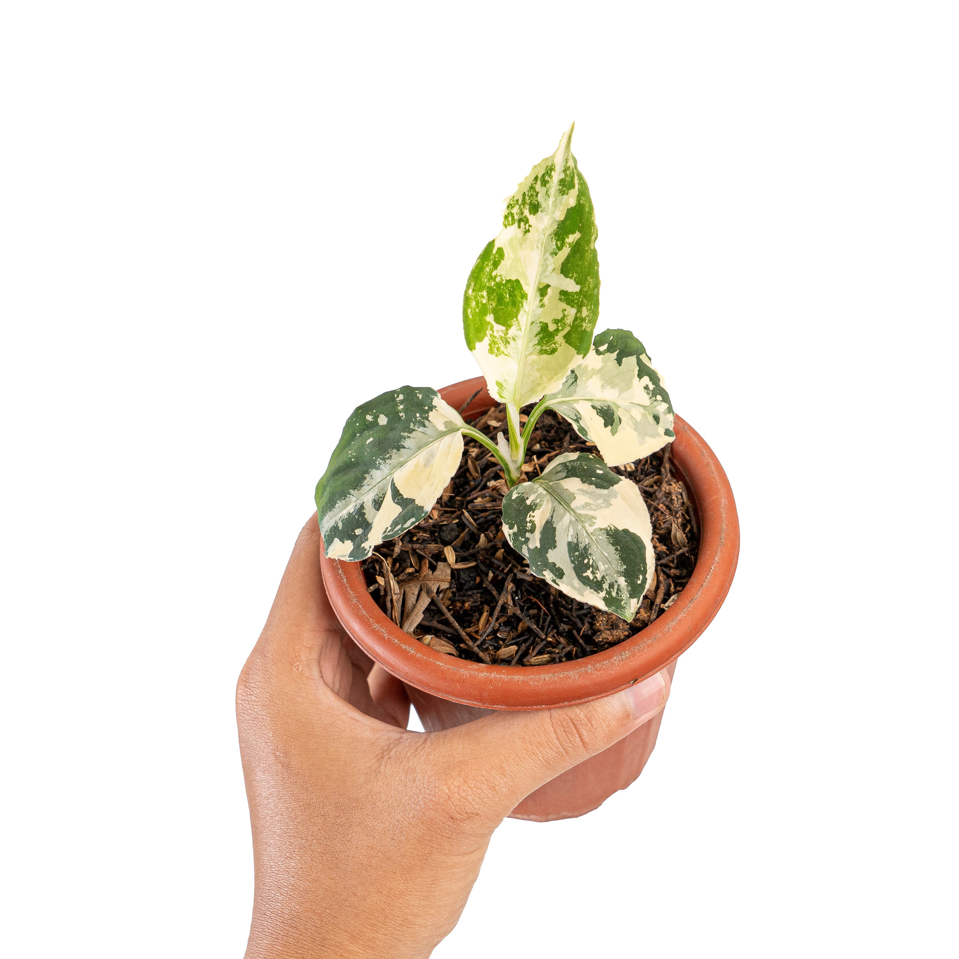 その他観葉植物 Aglaonema pictum Aglaonema pictum bicolor variegated mature size