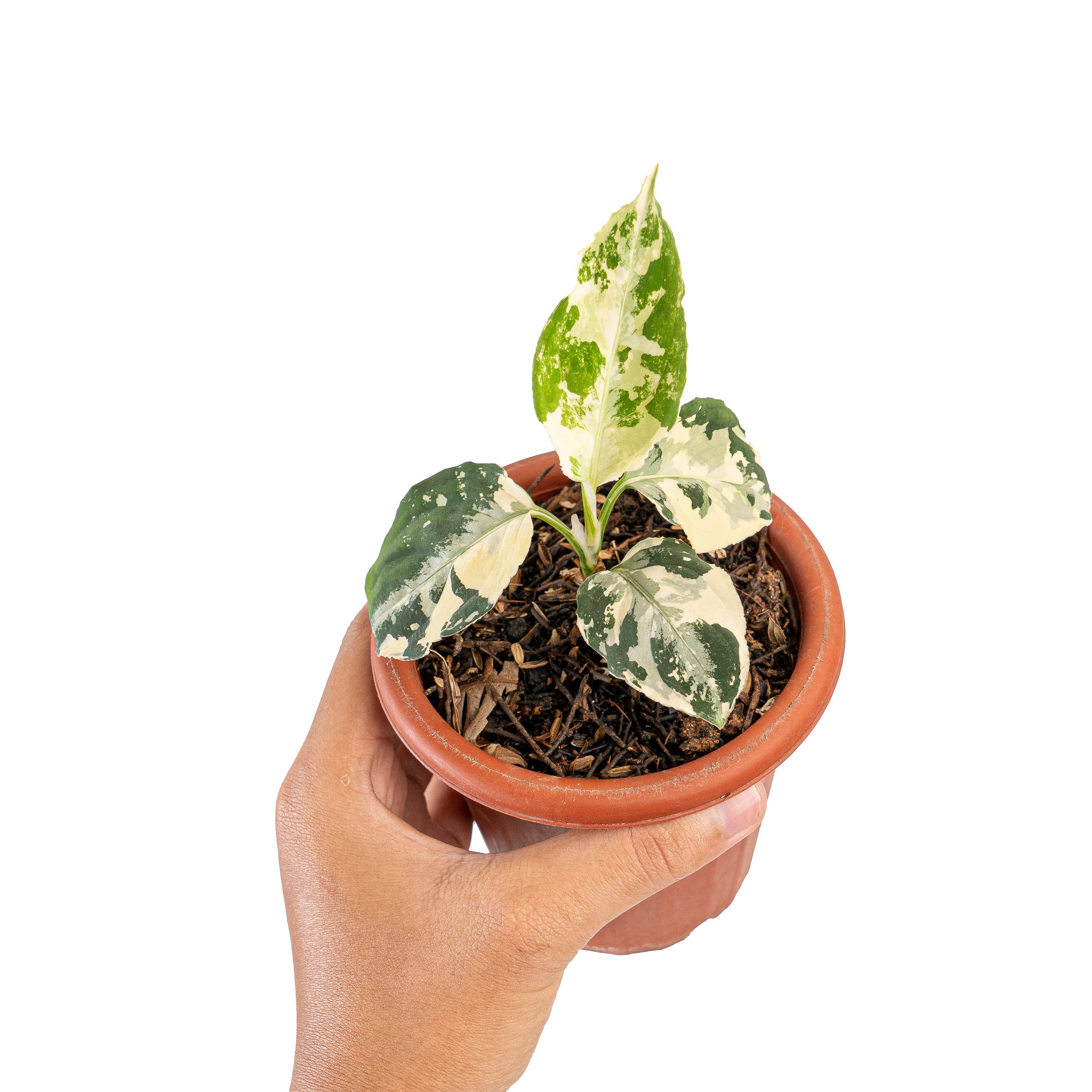 Aglaonema pictum bicolor variegated mature size