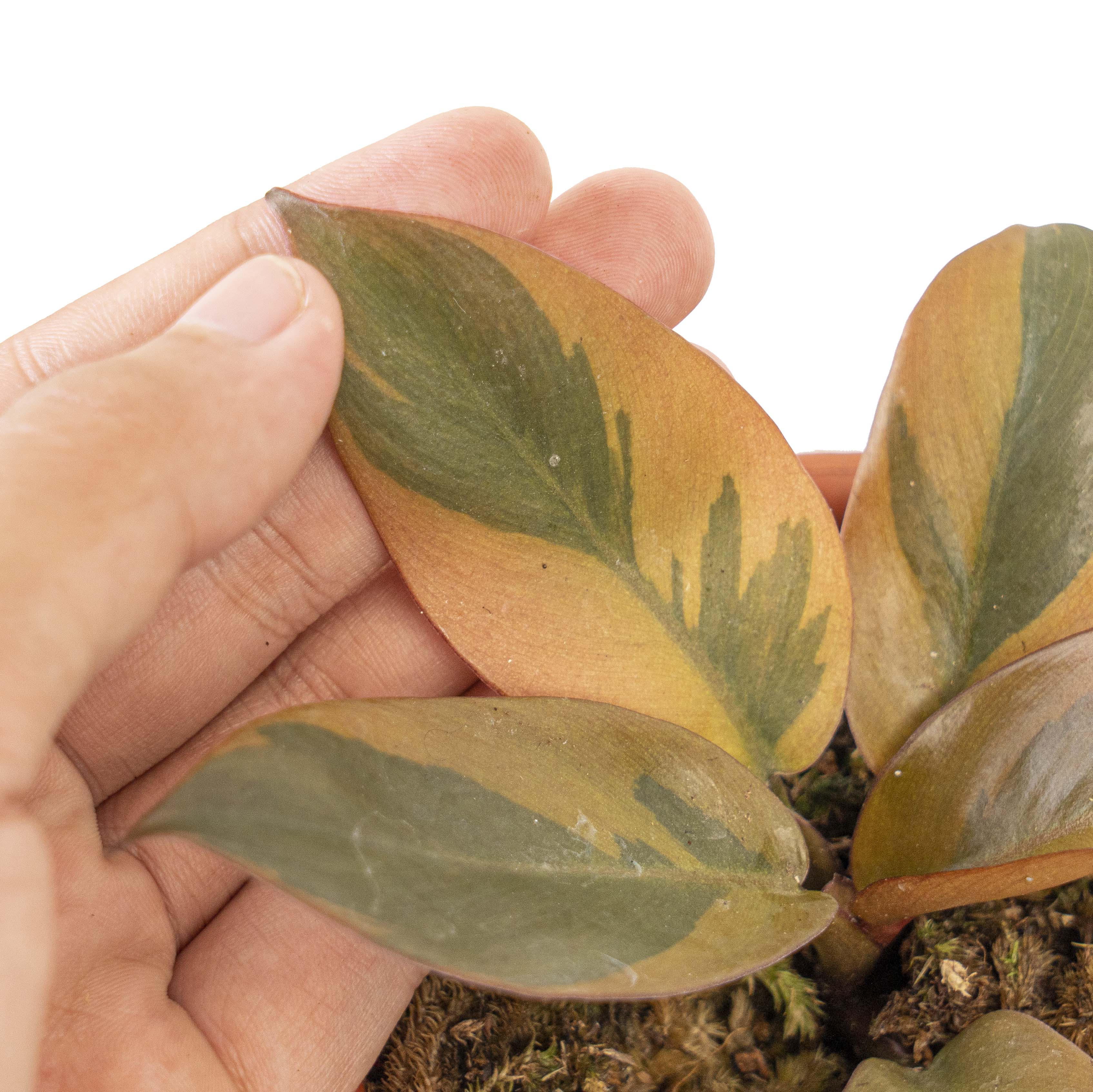 Philodendron black cardinal variegated