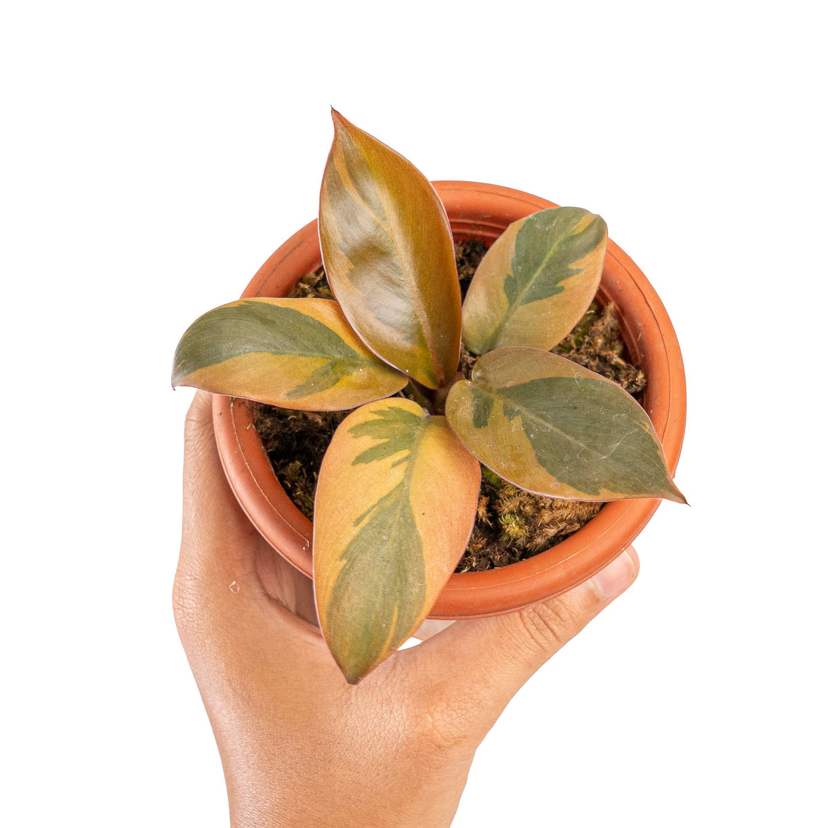 black cardinal philodendron variegated Philodendron Black Cardinal: Buy Plant Online In India