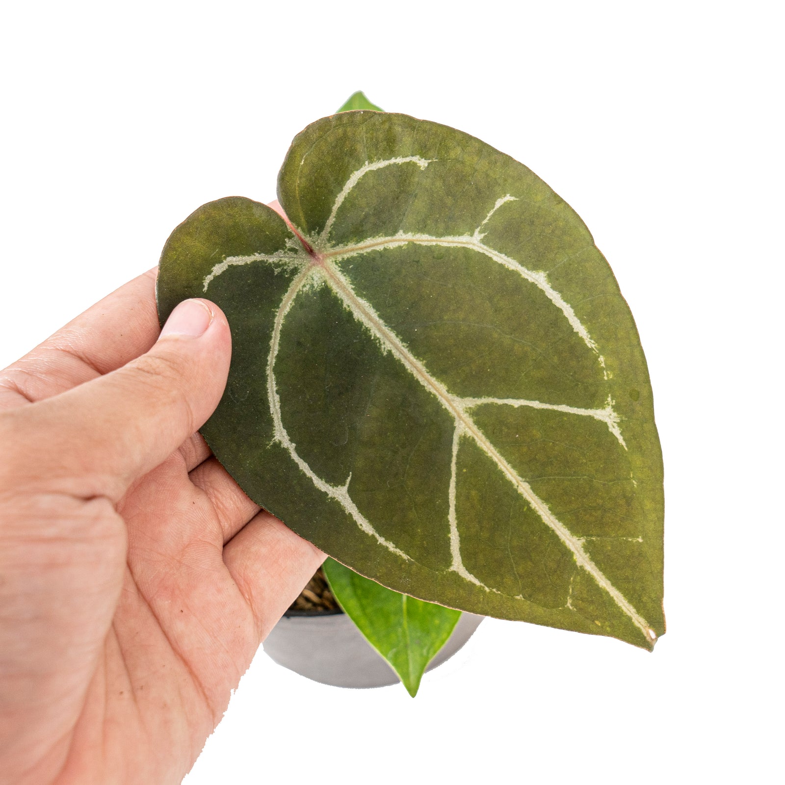 Anthurium hu x portillae – Aroid Market