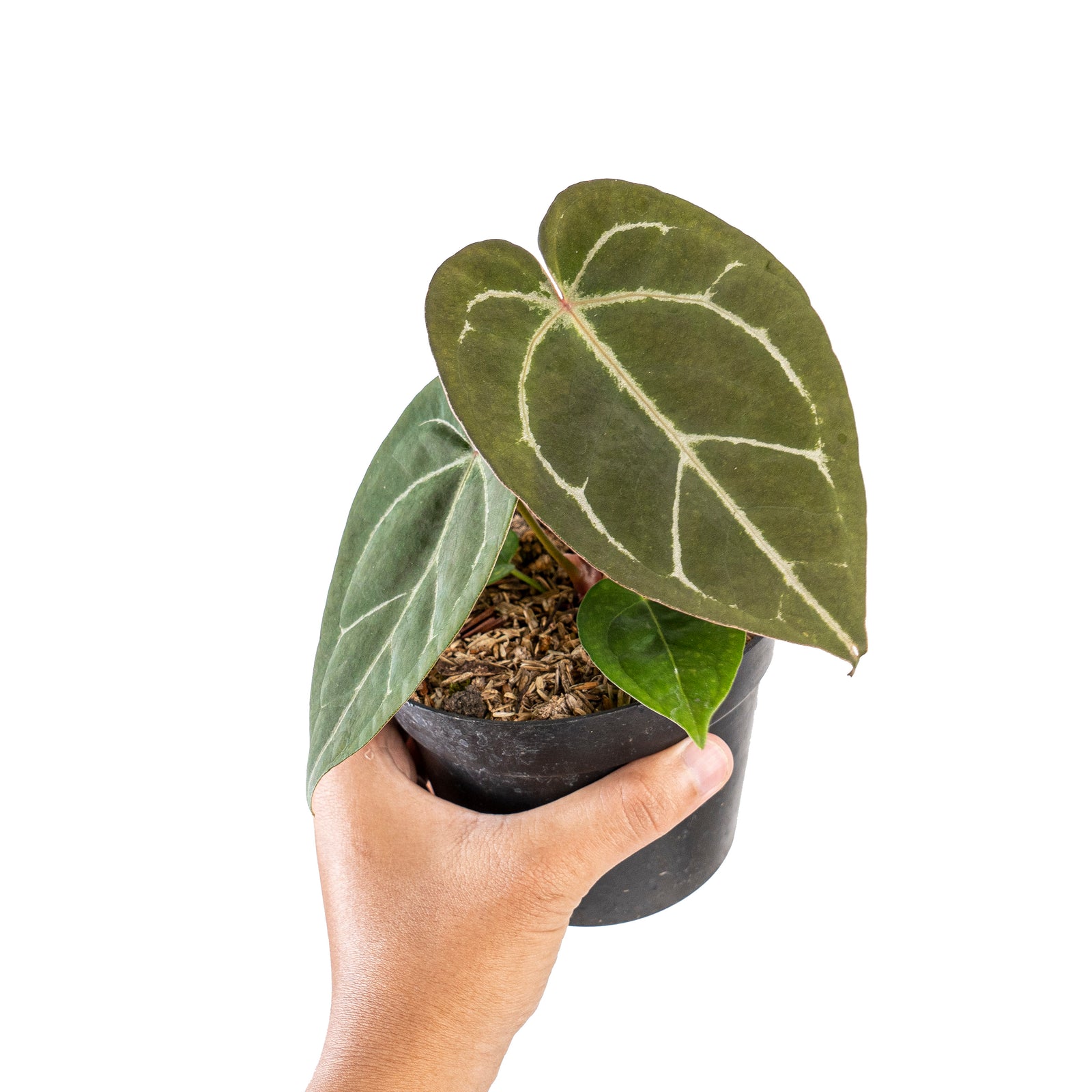 Anthurium hu x portillae – Aroid Market