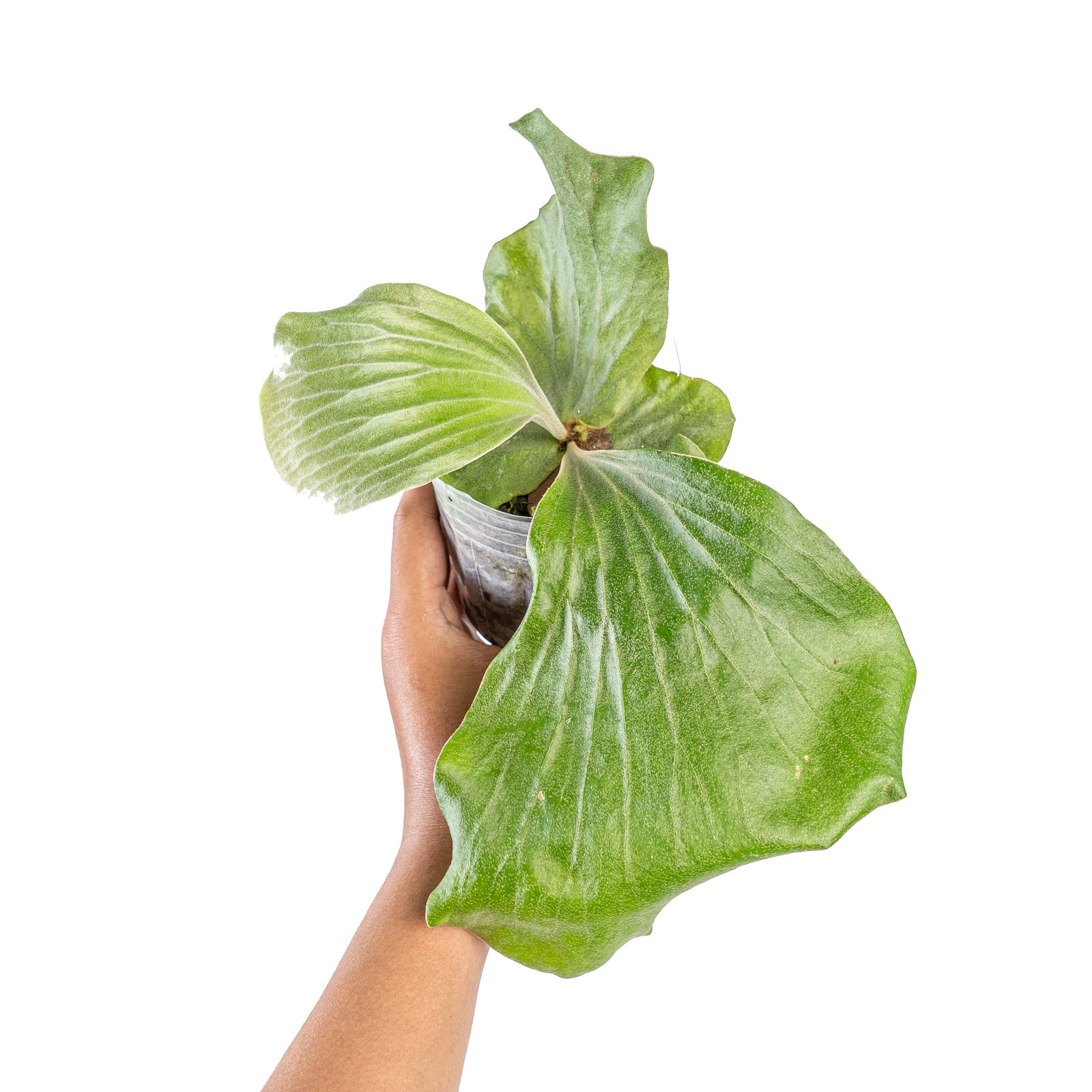 ritv P. elephantotis mutant ビカクシダ ビカクシダ エレファント P