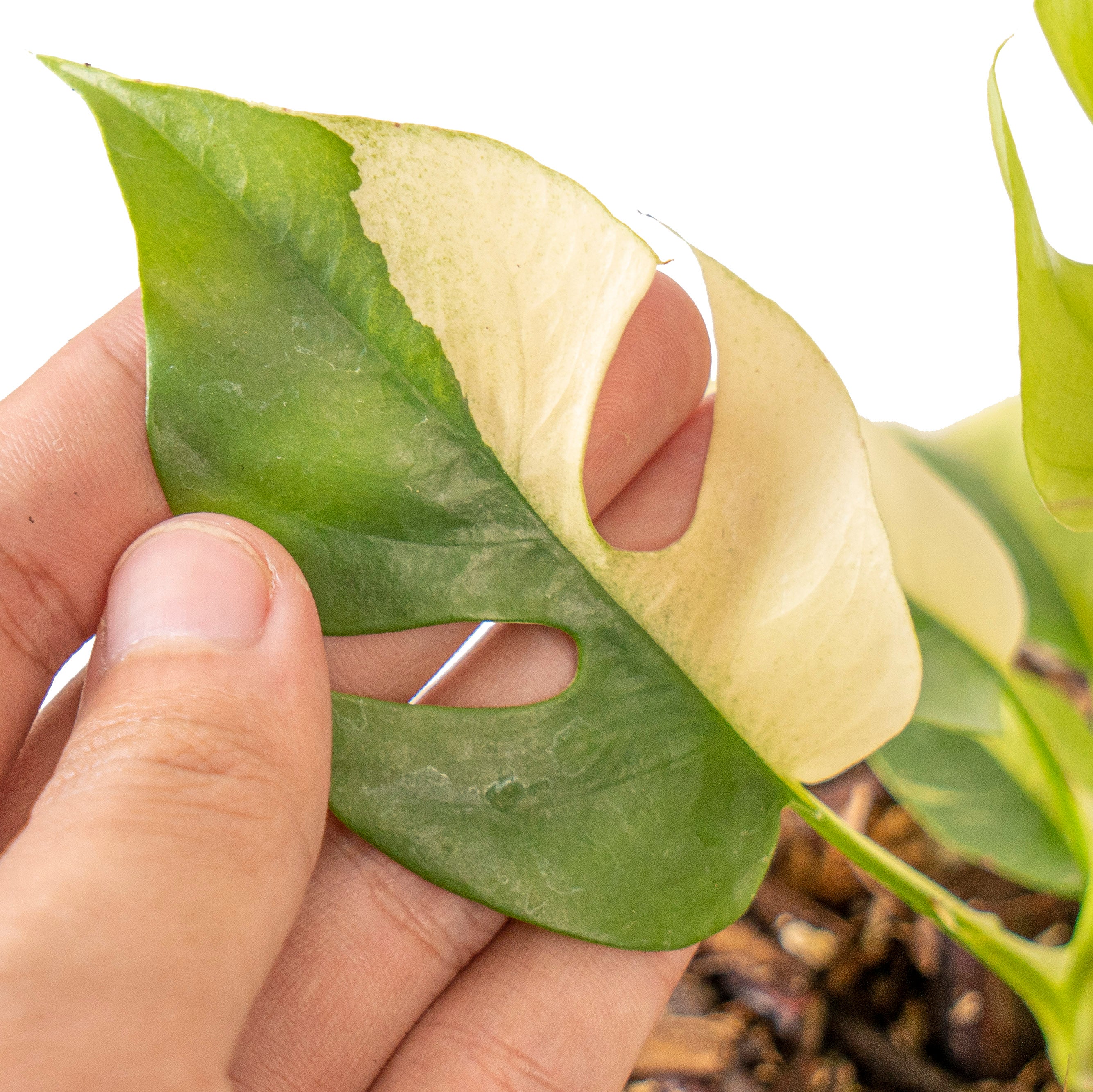 Rhaphidophora tetrasperma variegated