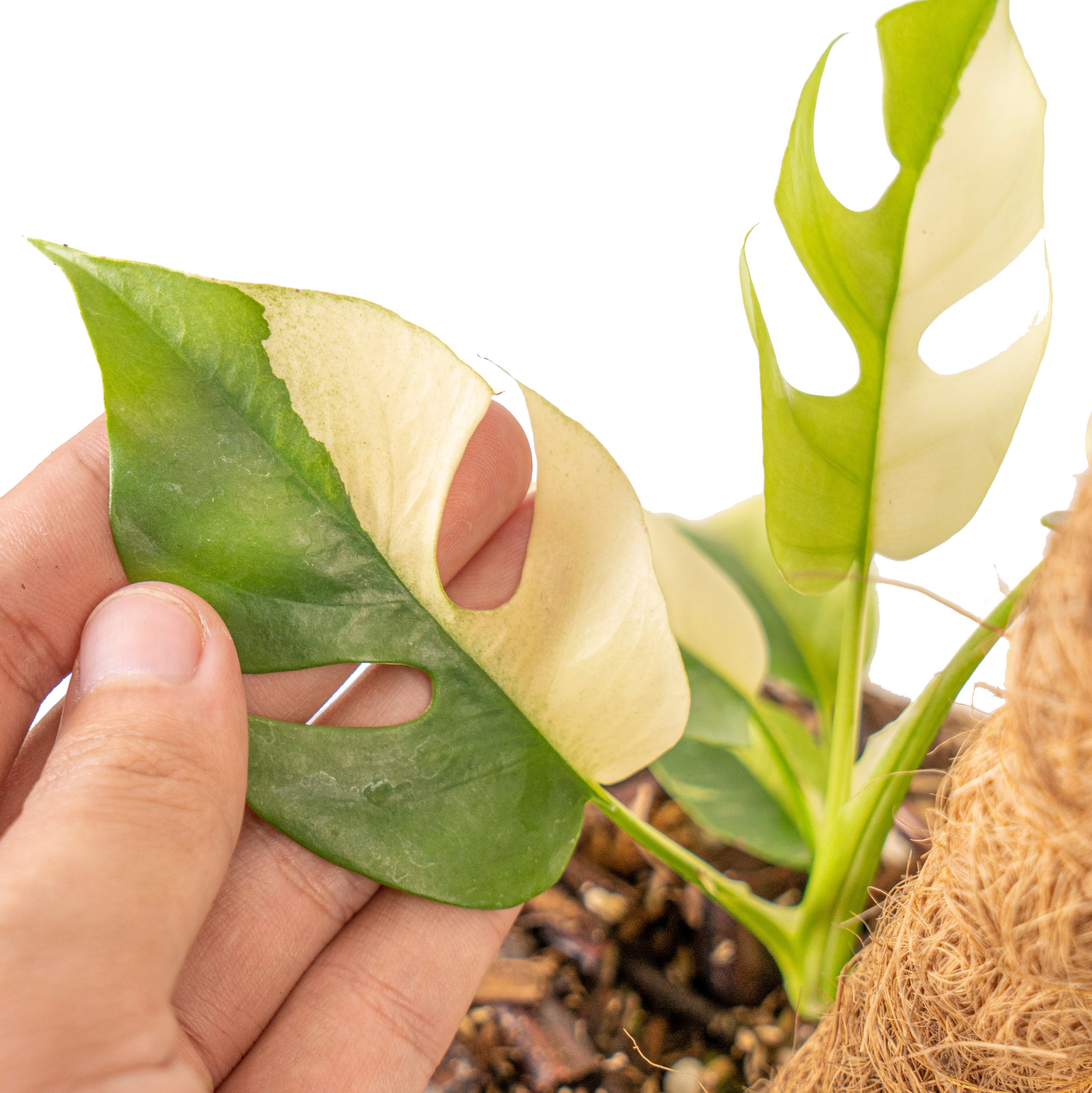 Rhaphidophora tetrasperma variegated