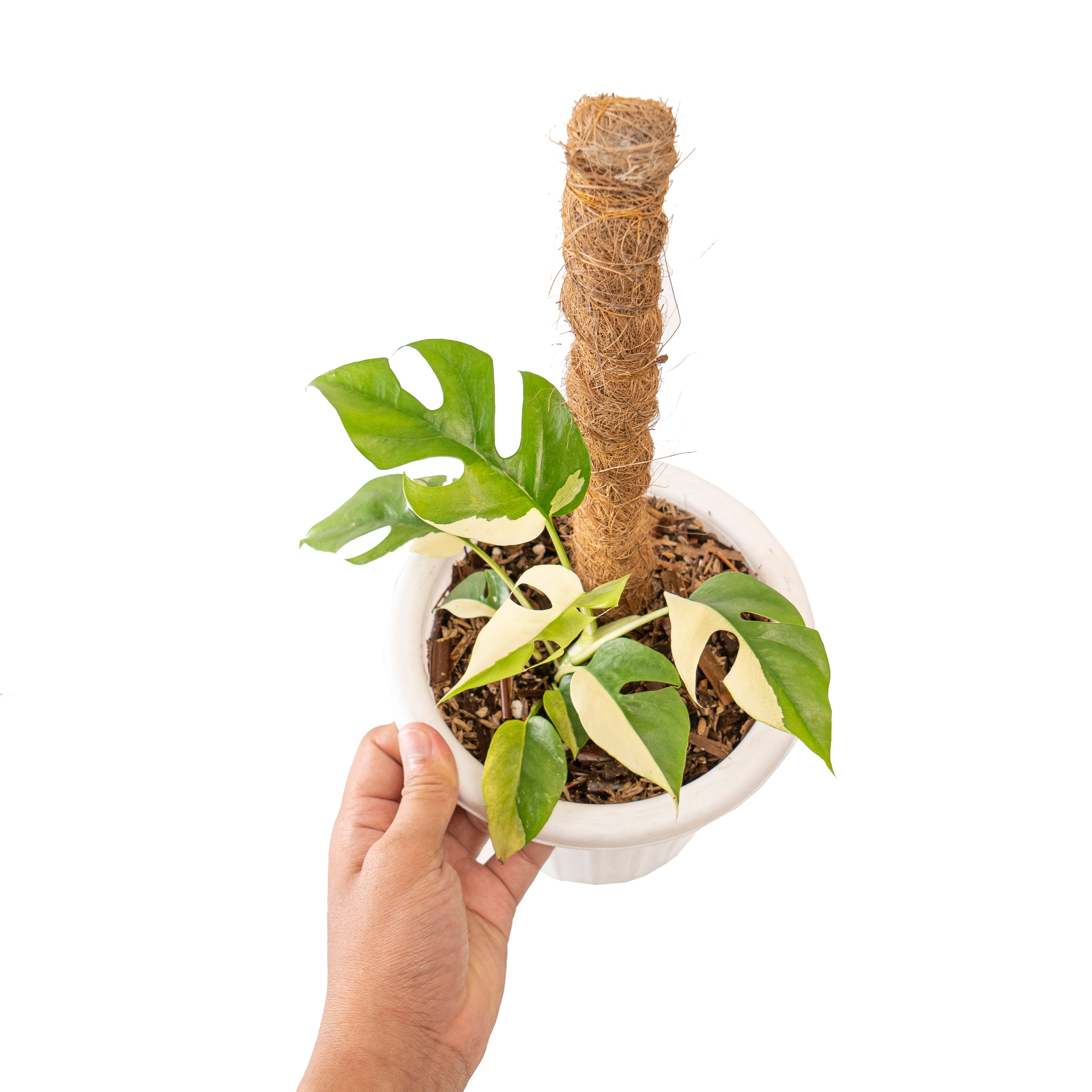 Rhaphidophora tetrasperma variegated