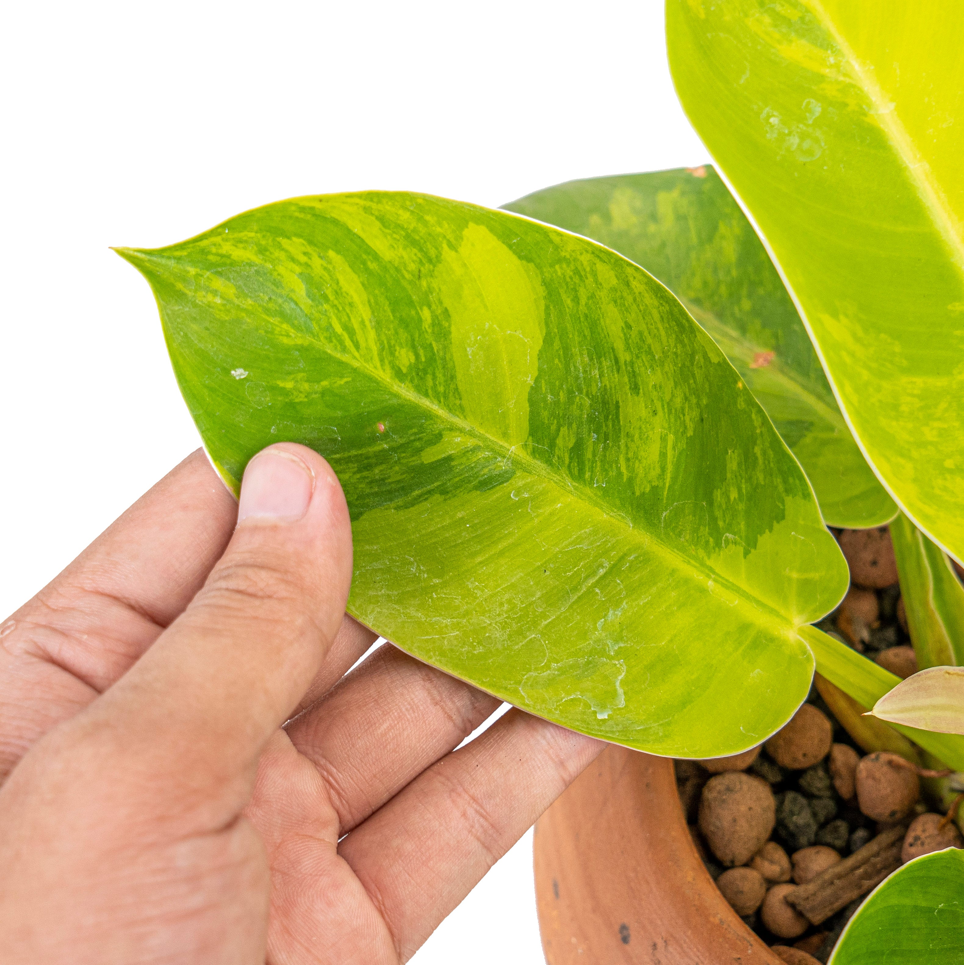 Philodendron moonlight variegated