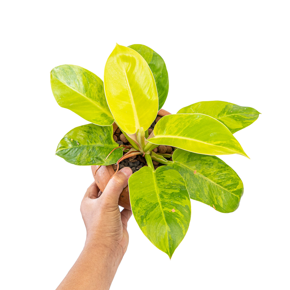 philodendron moonlight Philodendron moonlight variegated