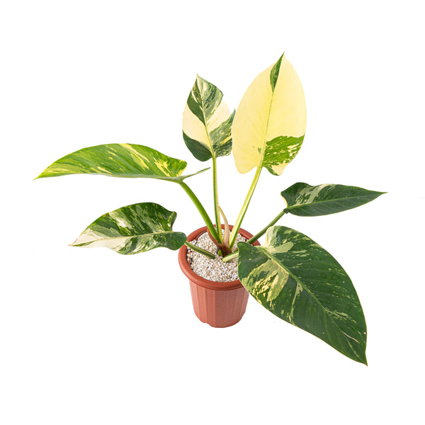 Philodendron green congo variegated