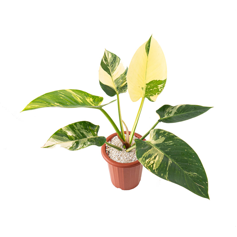 Philodendron green congo variegated