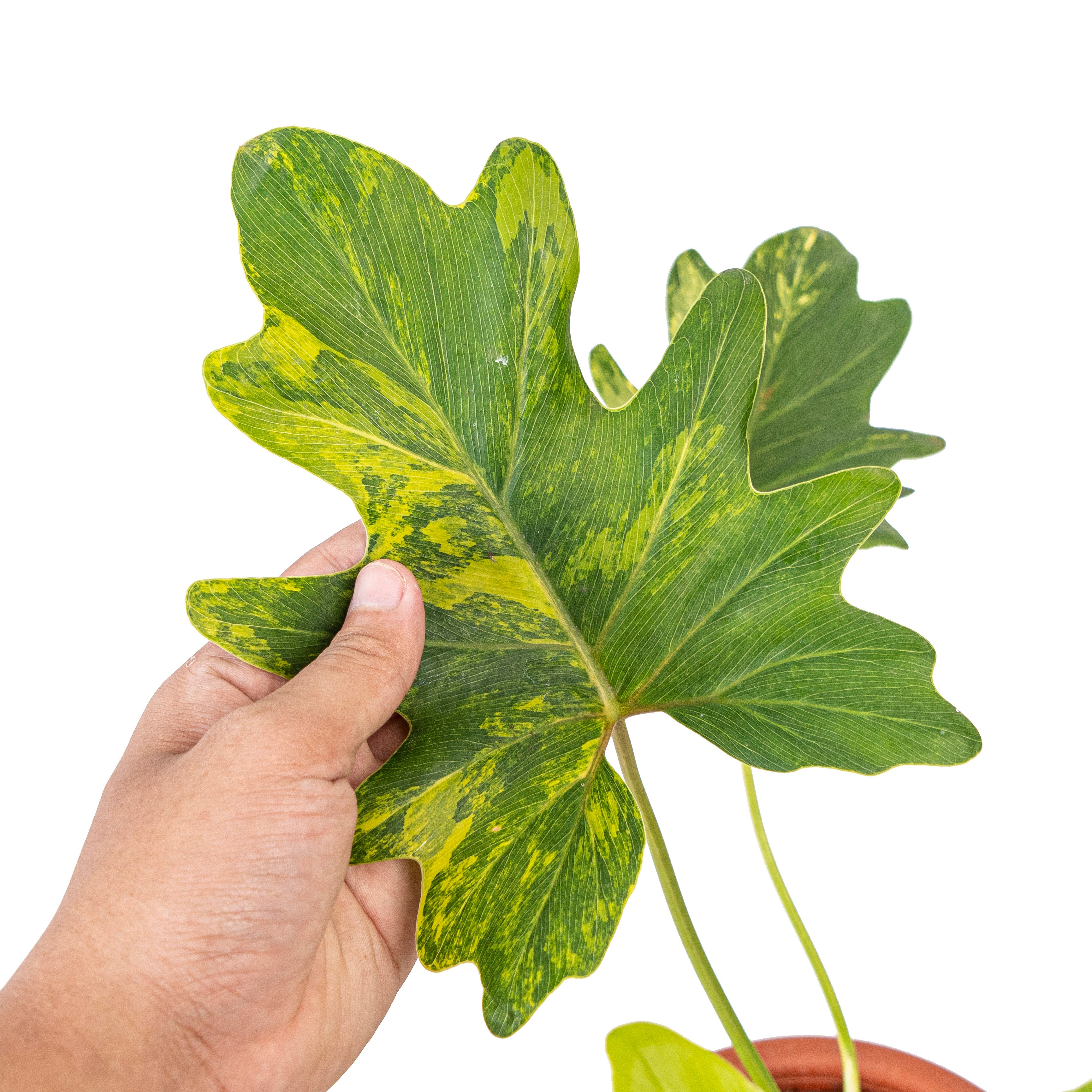 Thaumatophyllum Java Beauty 