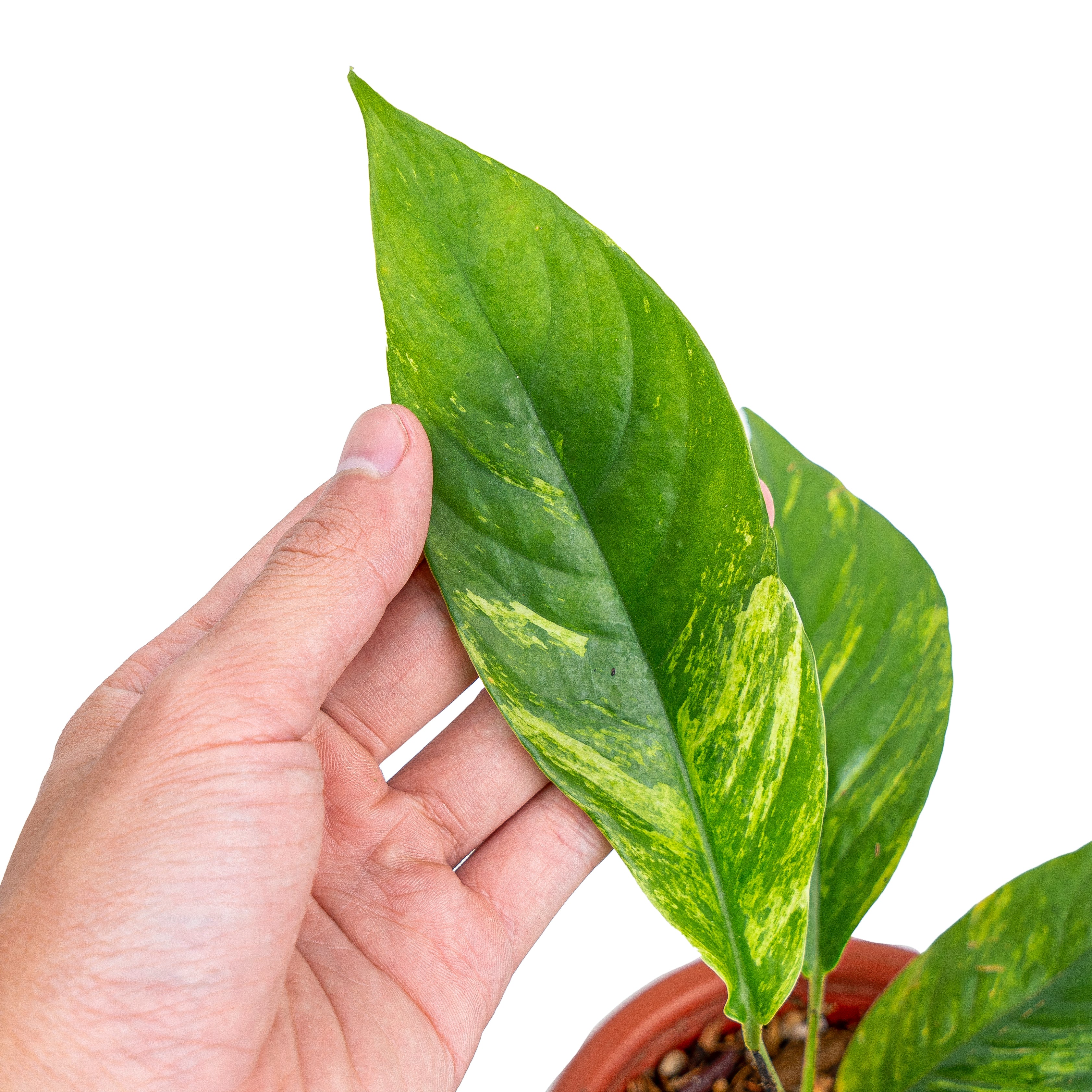 Rhaphidophora Foraminifera Variegated