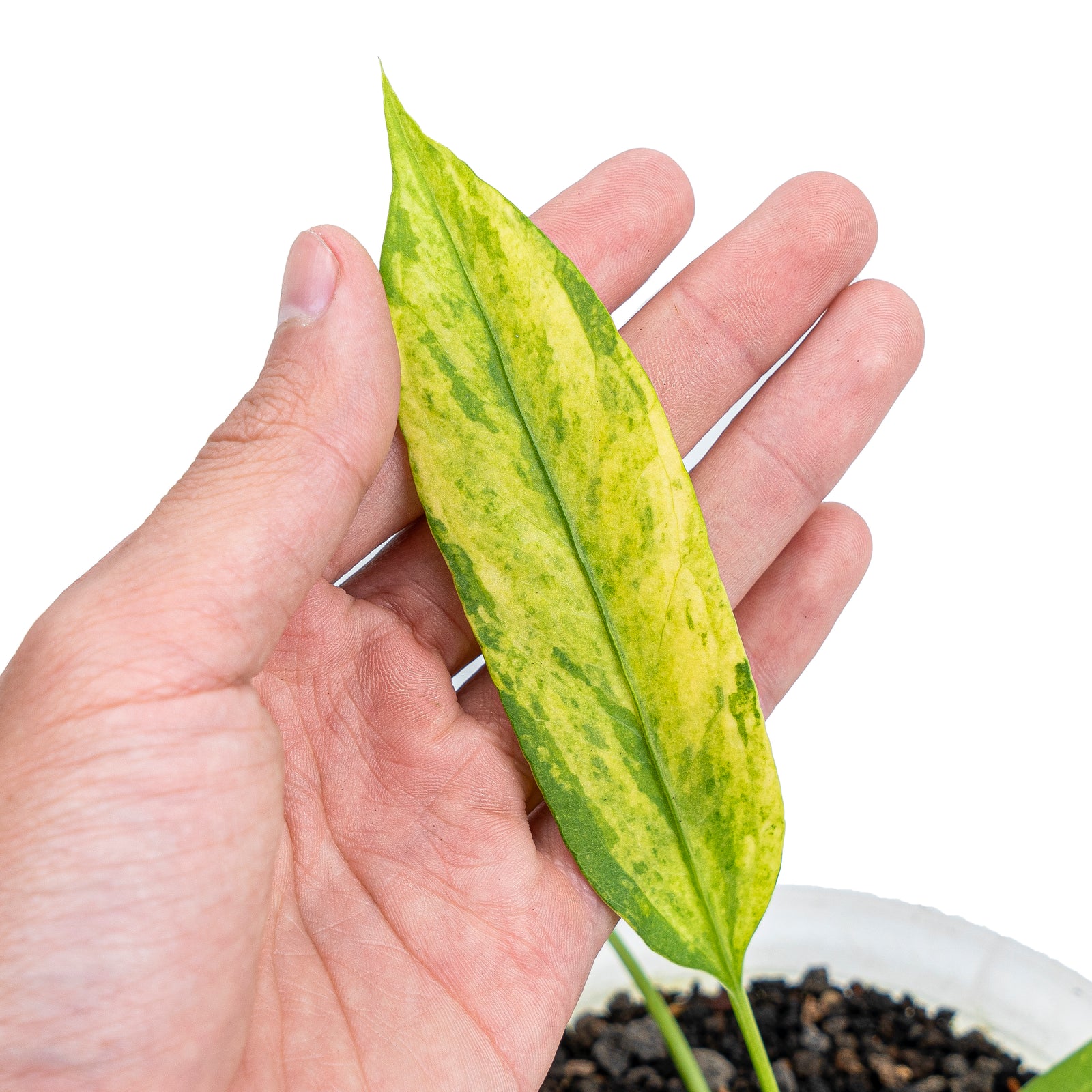 Anthurium vittarifolium variegated