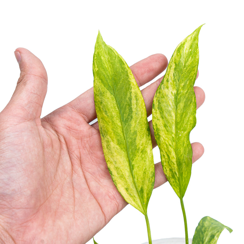 Anthurium vittarifolium variegated