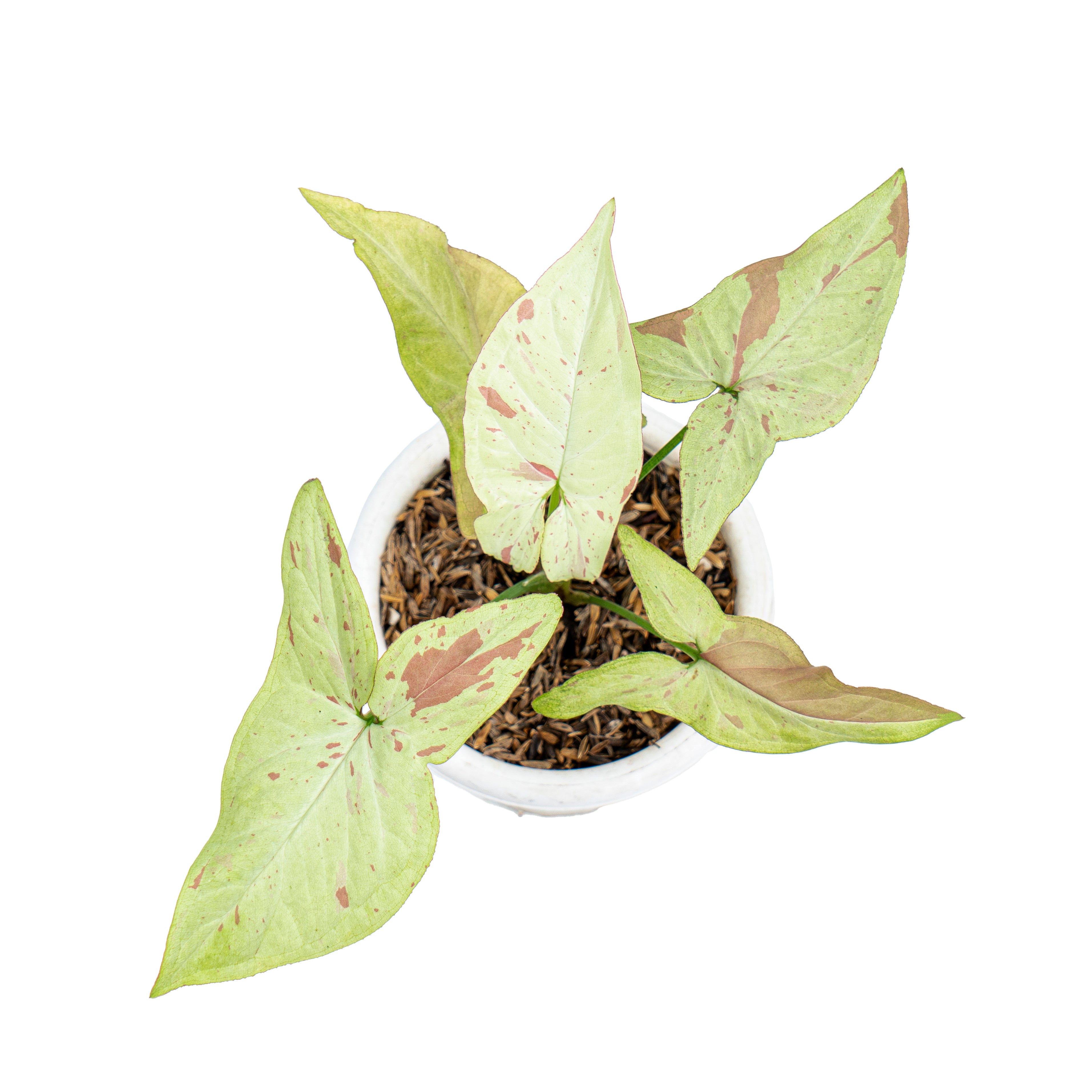 Aroid Market Syngonium - Thumbnail 2