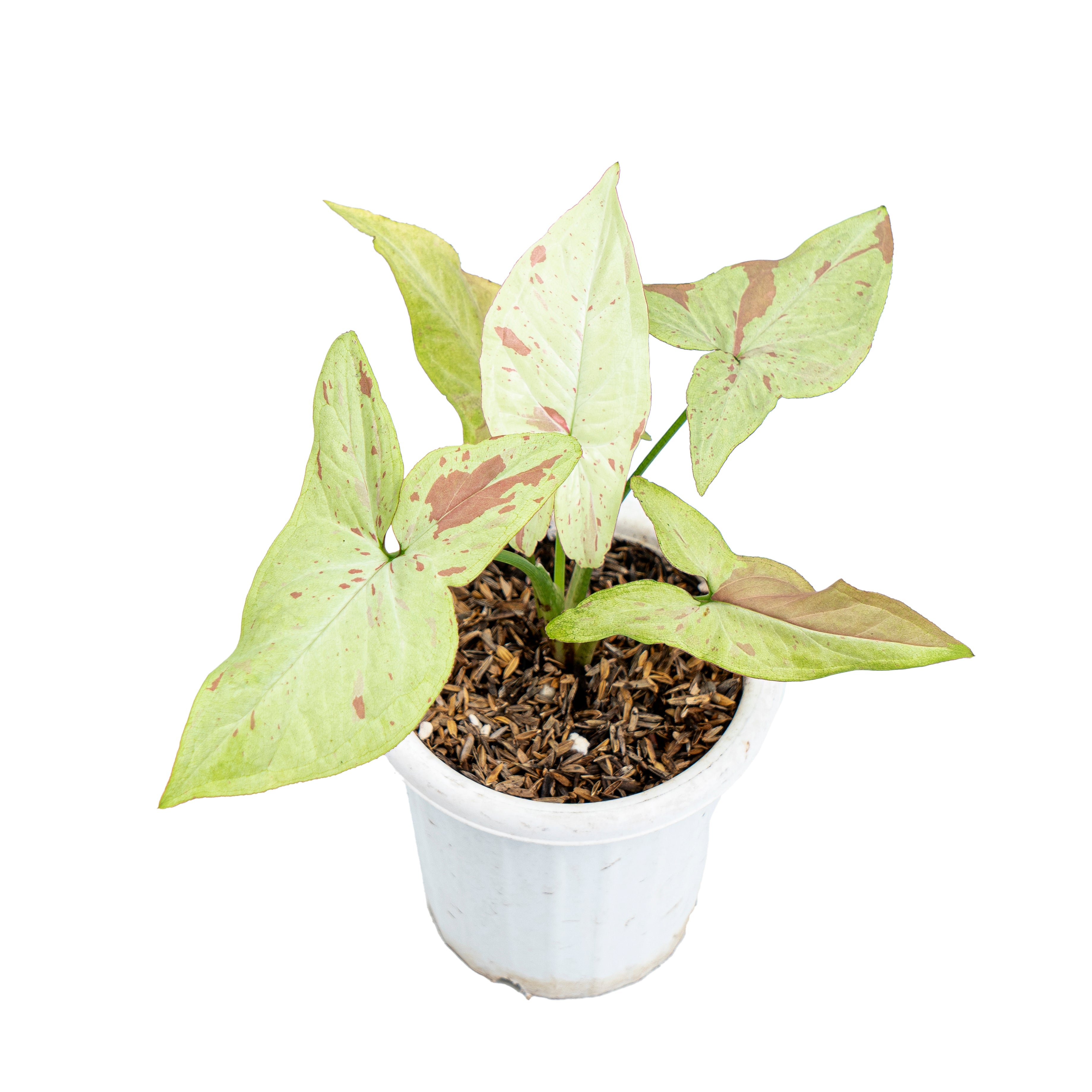 Aroid Market Syngonium