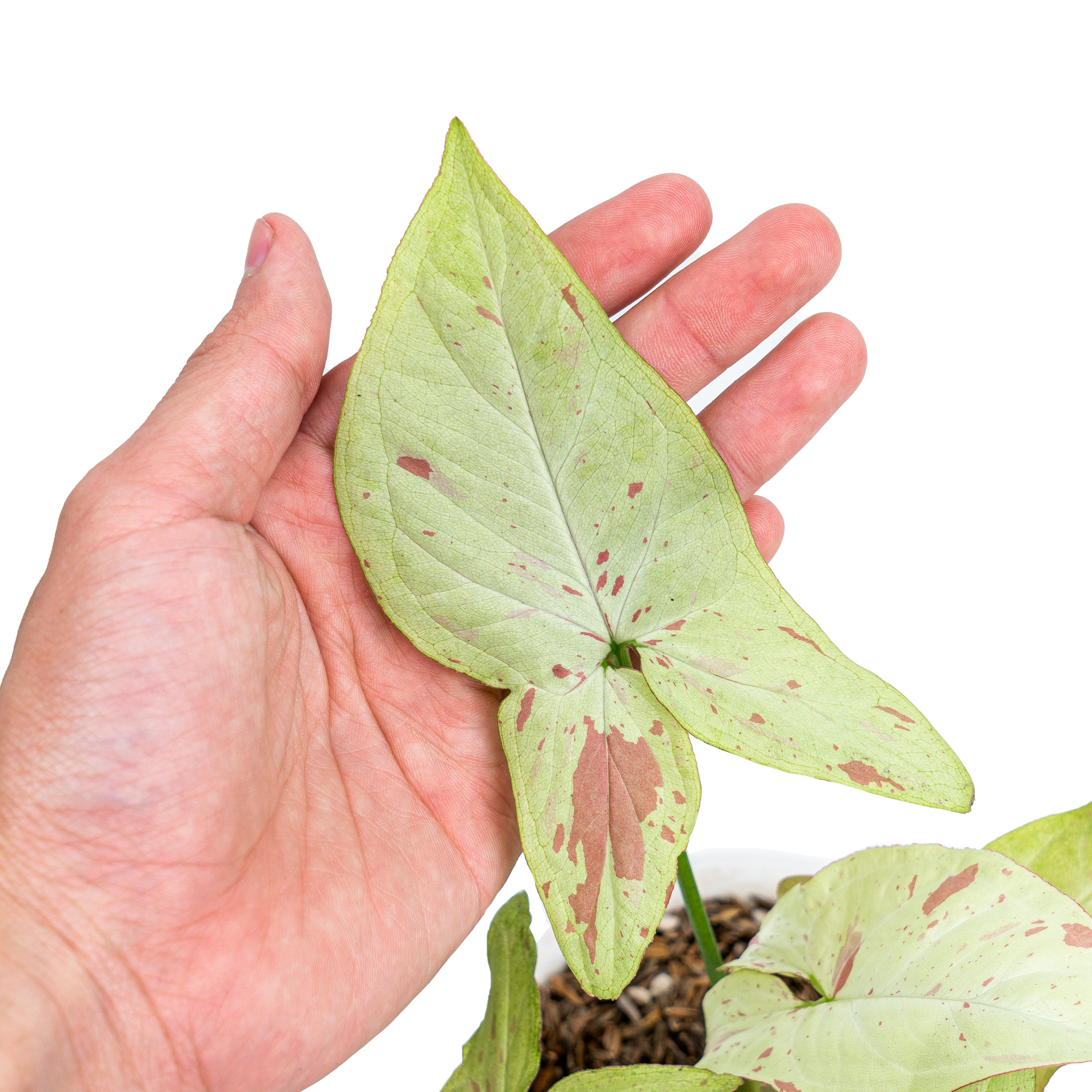 Aroid Market Syngonium - Thumbnail 3