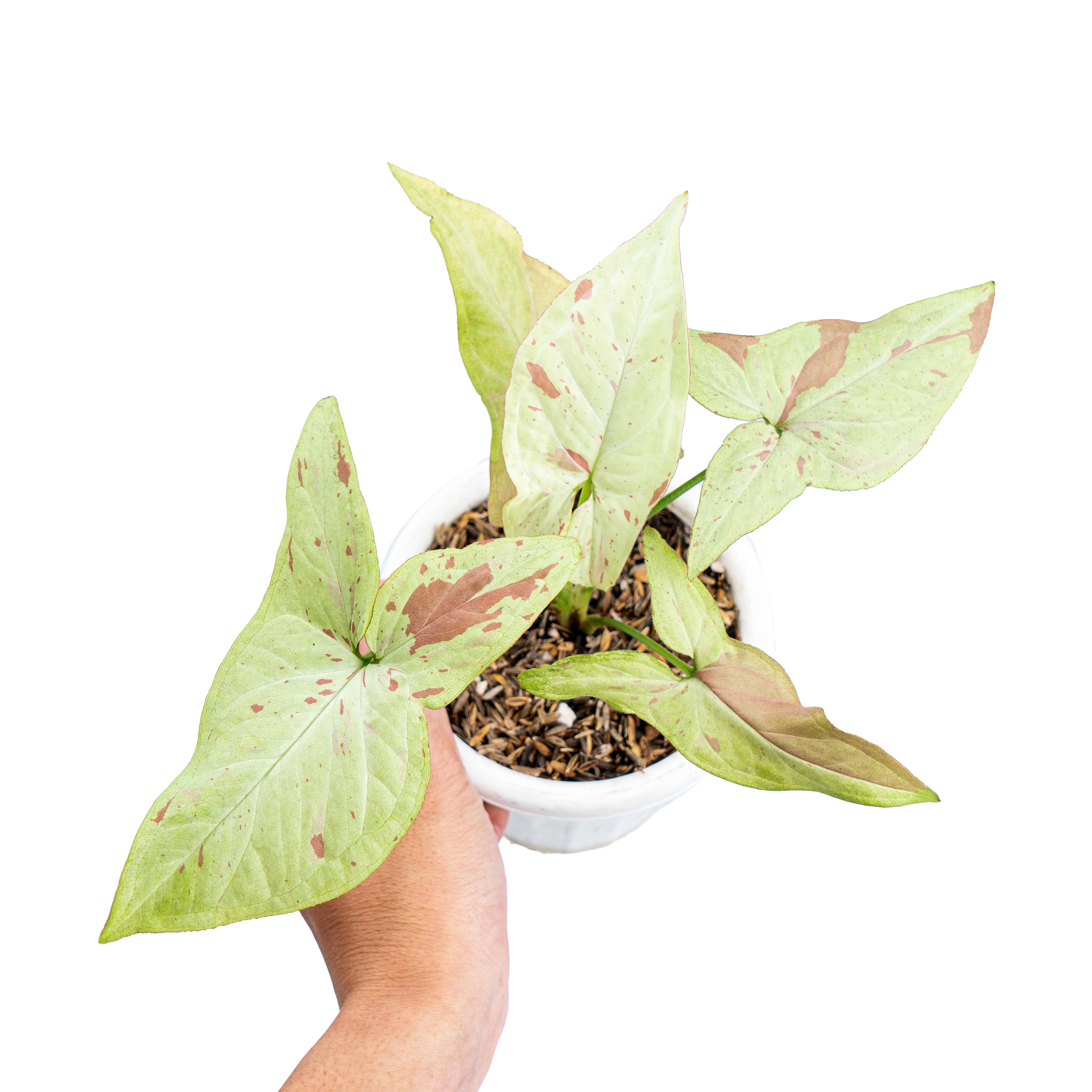 Aroid Market Syngonium - Thumbnail 5