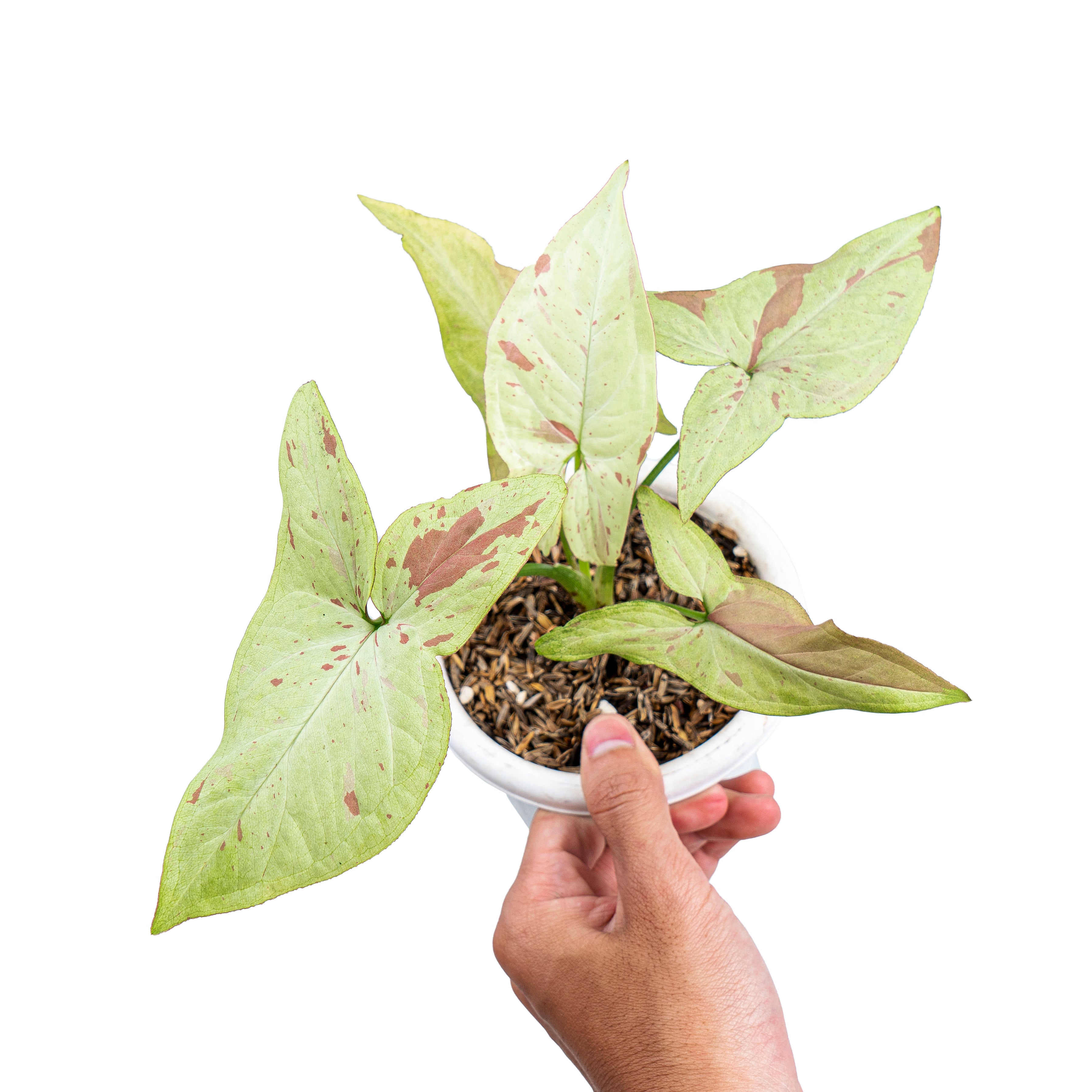 Aroid Market Syngonium - Thumbnail 4