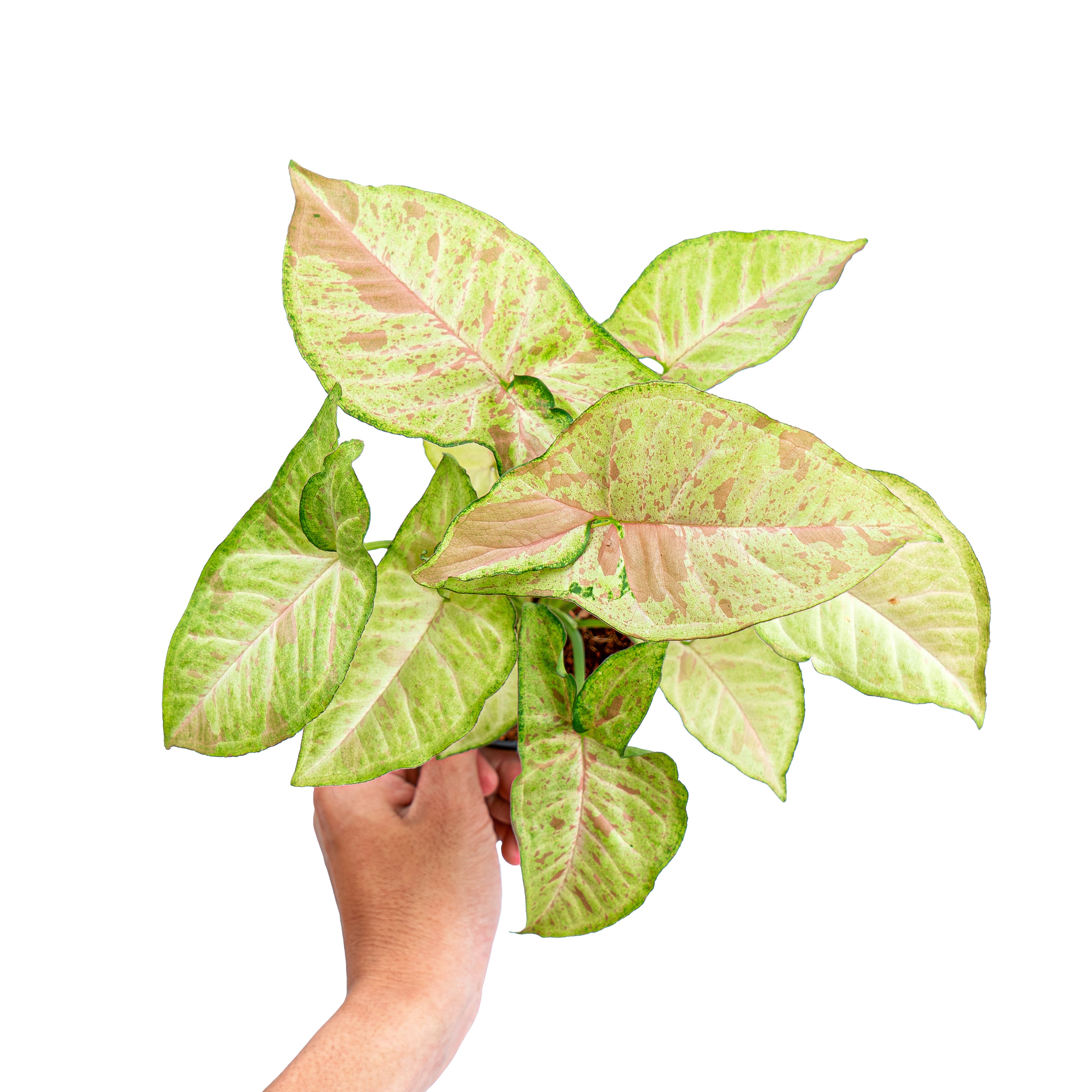 Syngonium Confetti