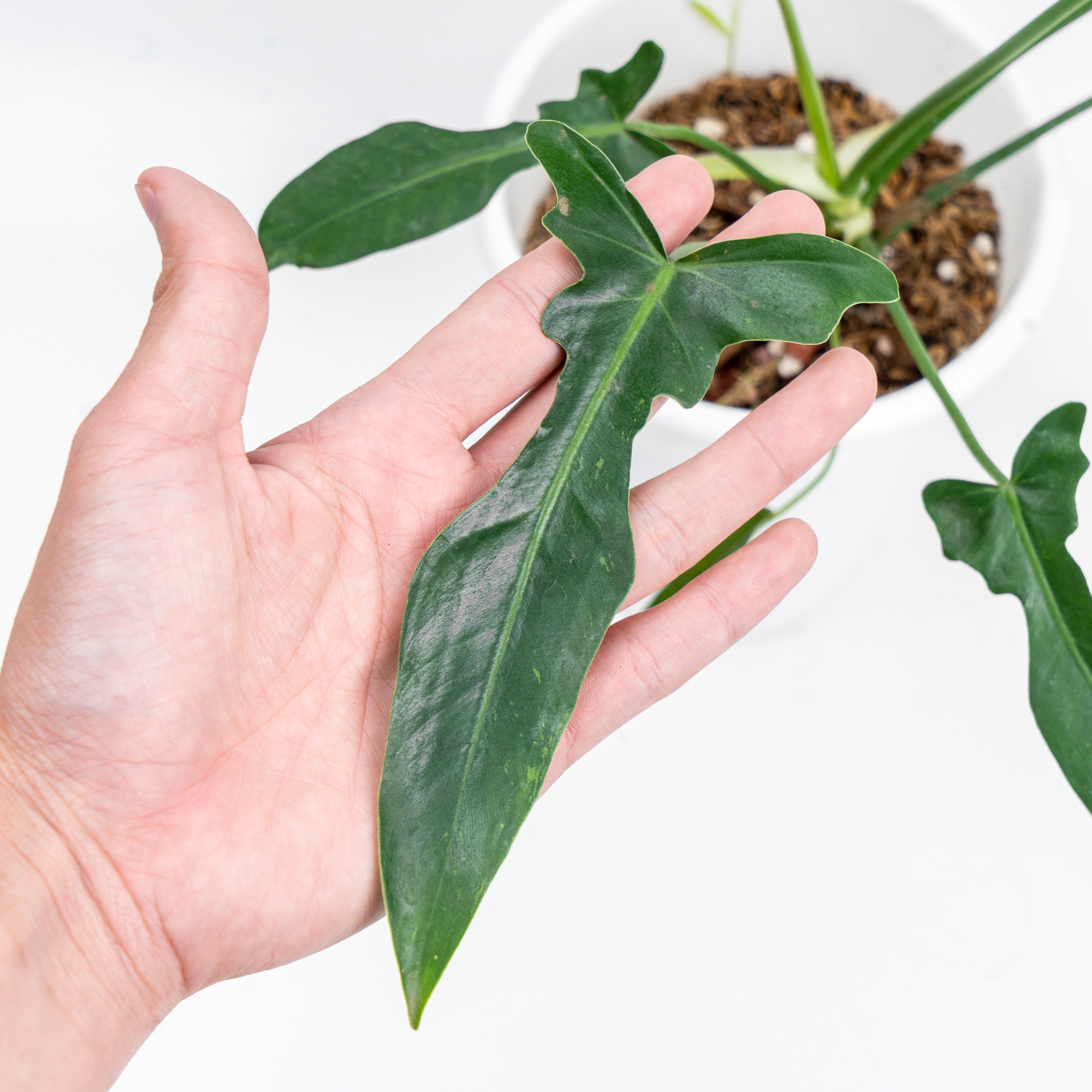 Philodendron longilobatum mint｜フィロデンドロン Philodendron Longilobatum