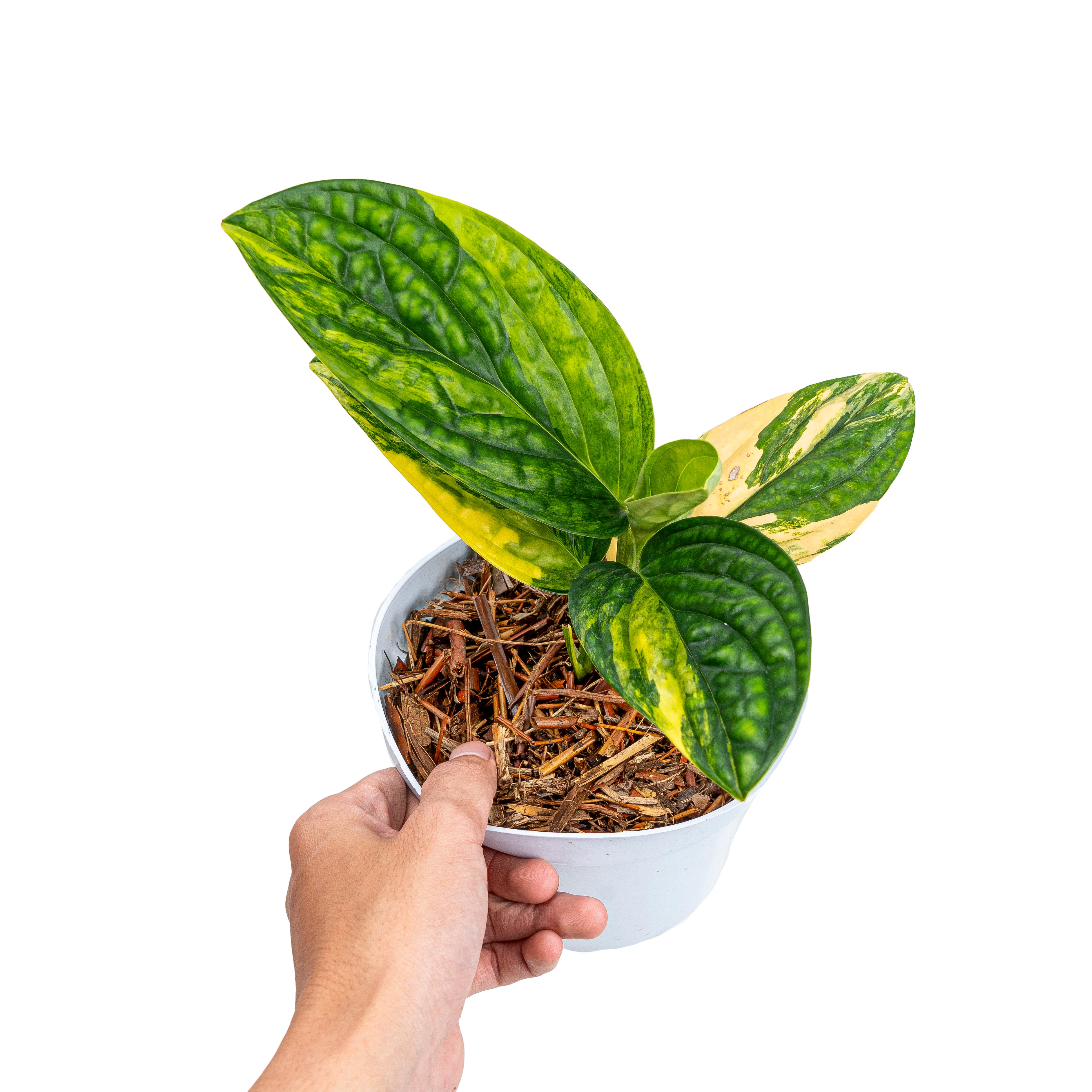 Monstera Karstenianum Variegated