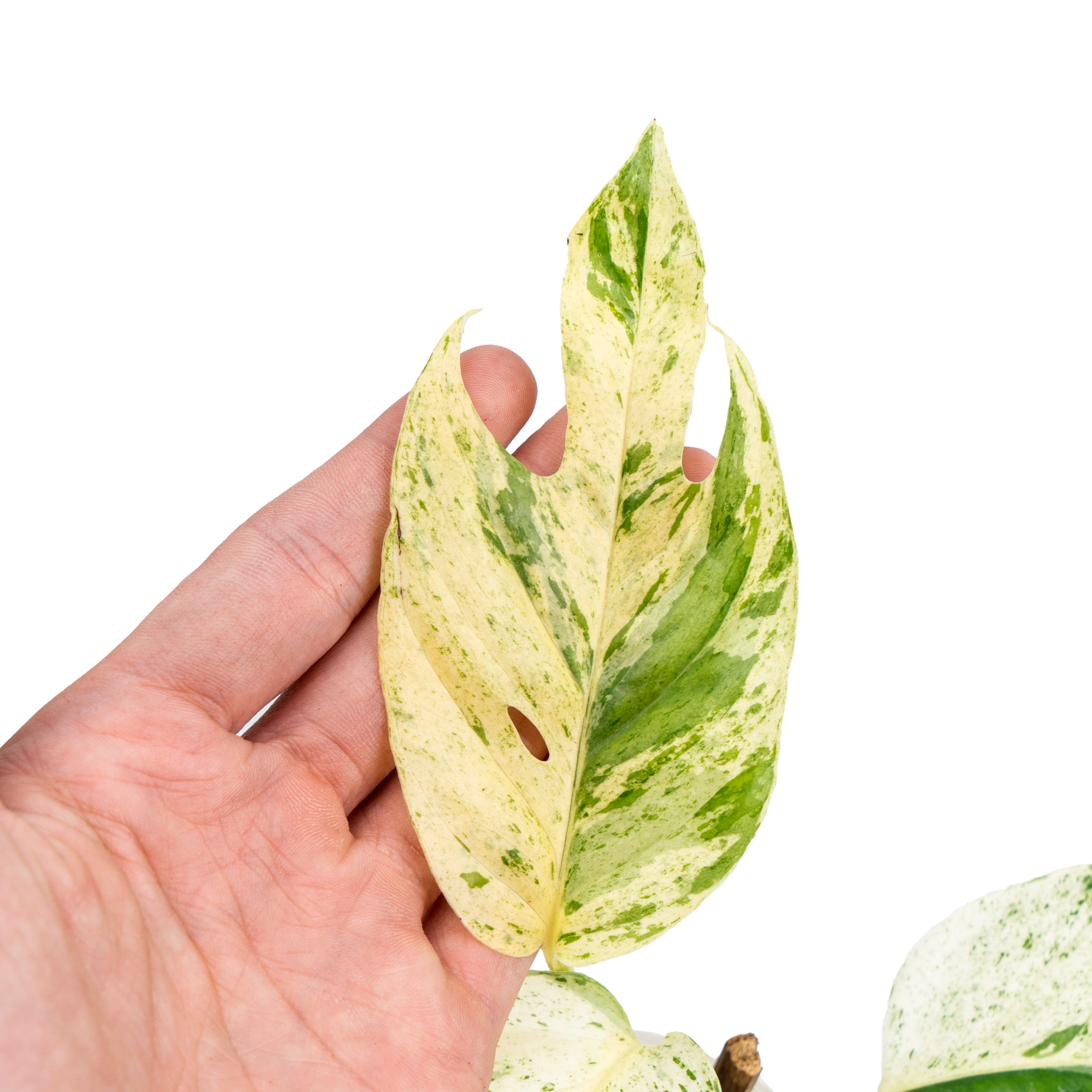 Epipremnum pinnatum marble variegated