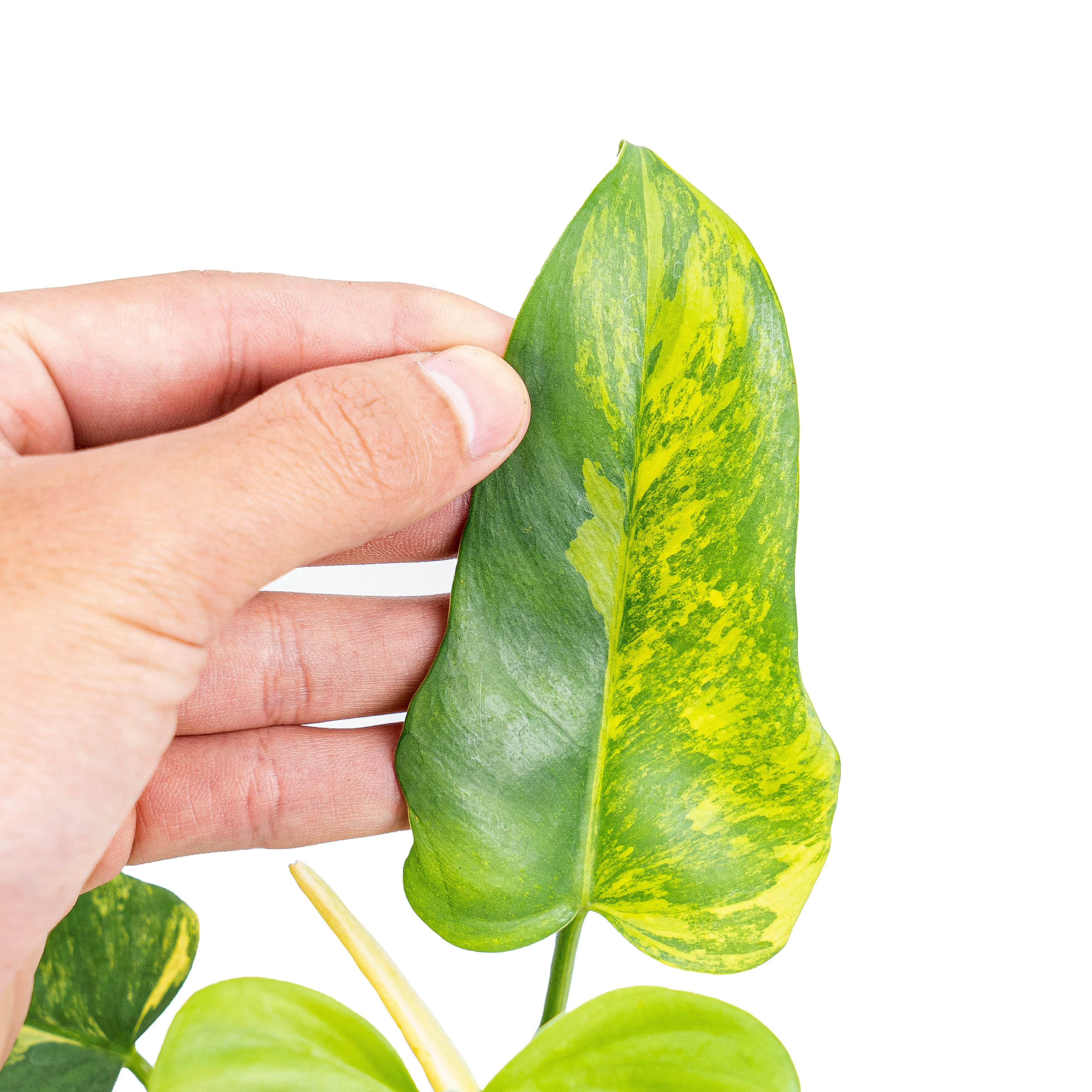 Philodendron violin variegated