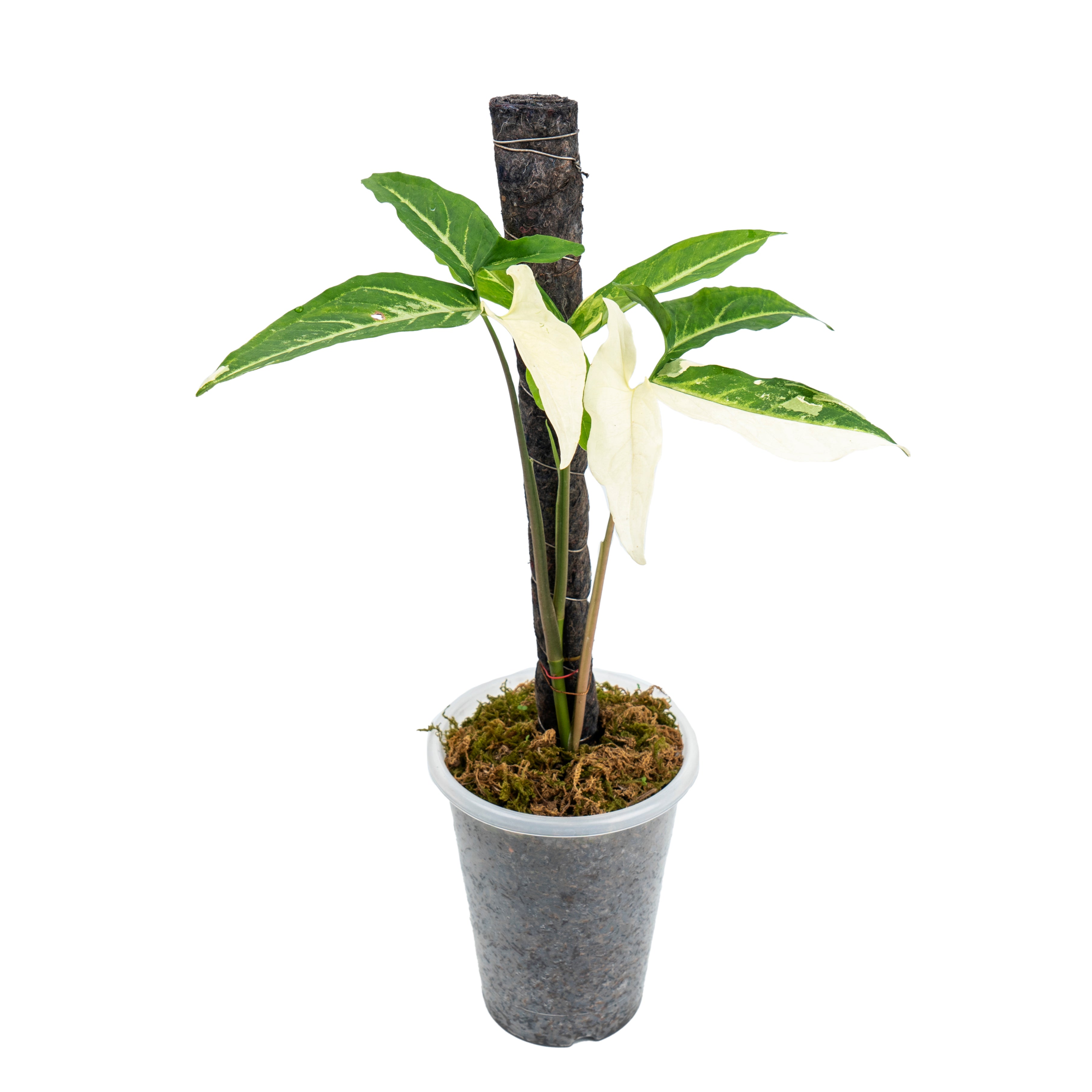 syngonium angustatum variegated