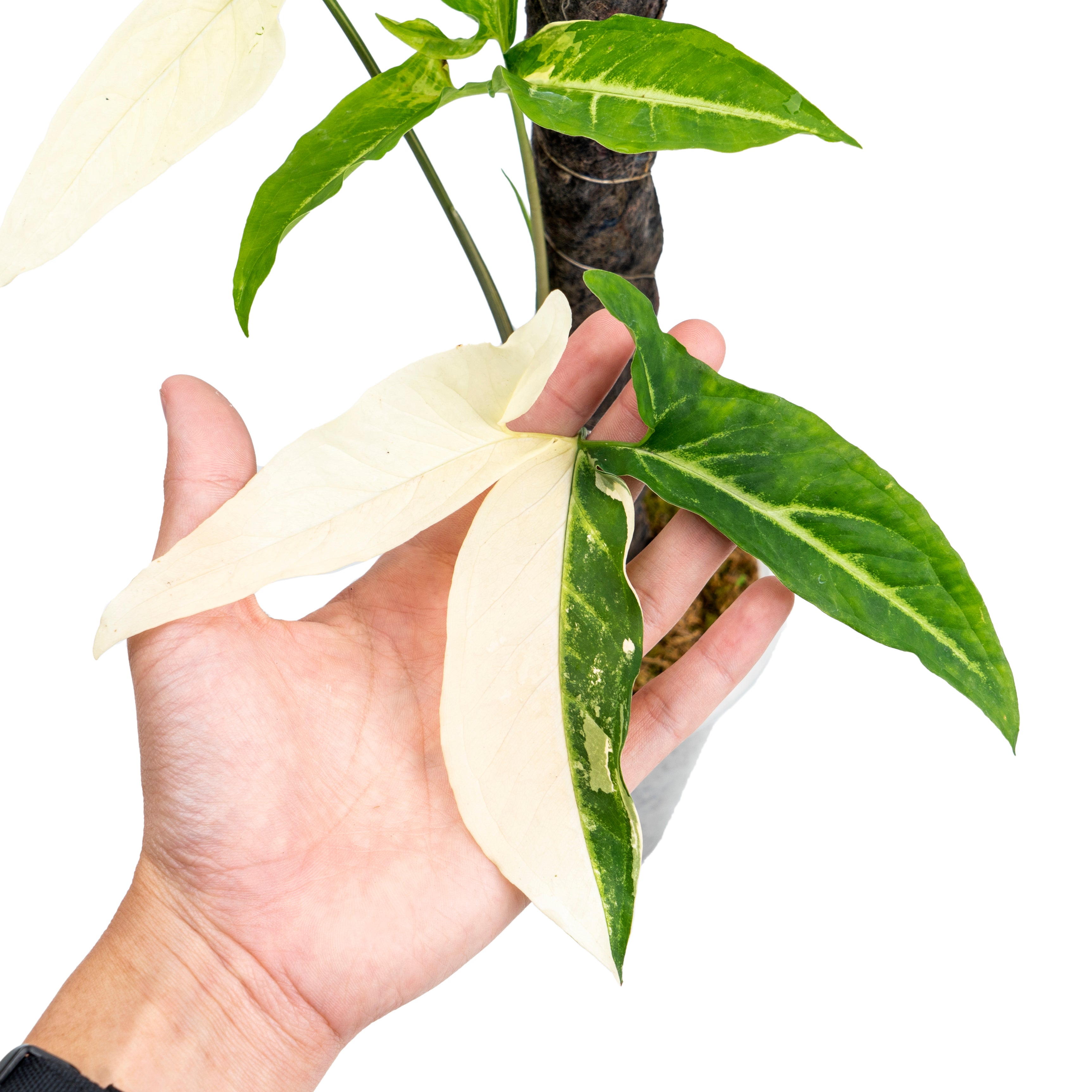 syngonium angustatum variegated
