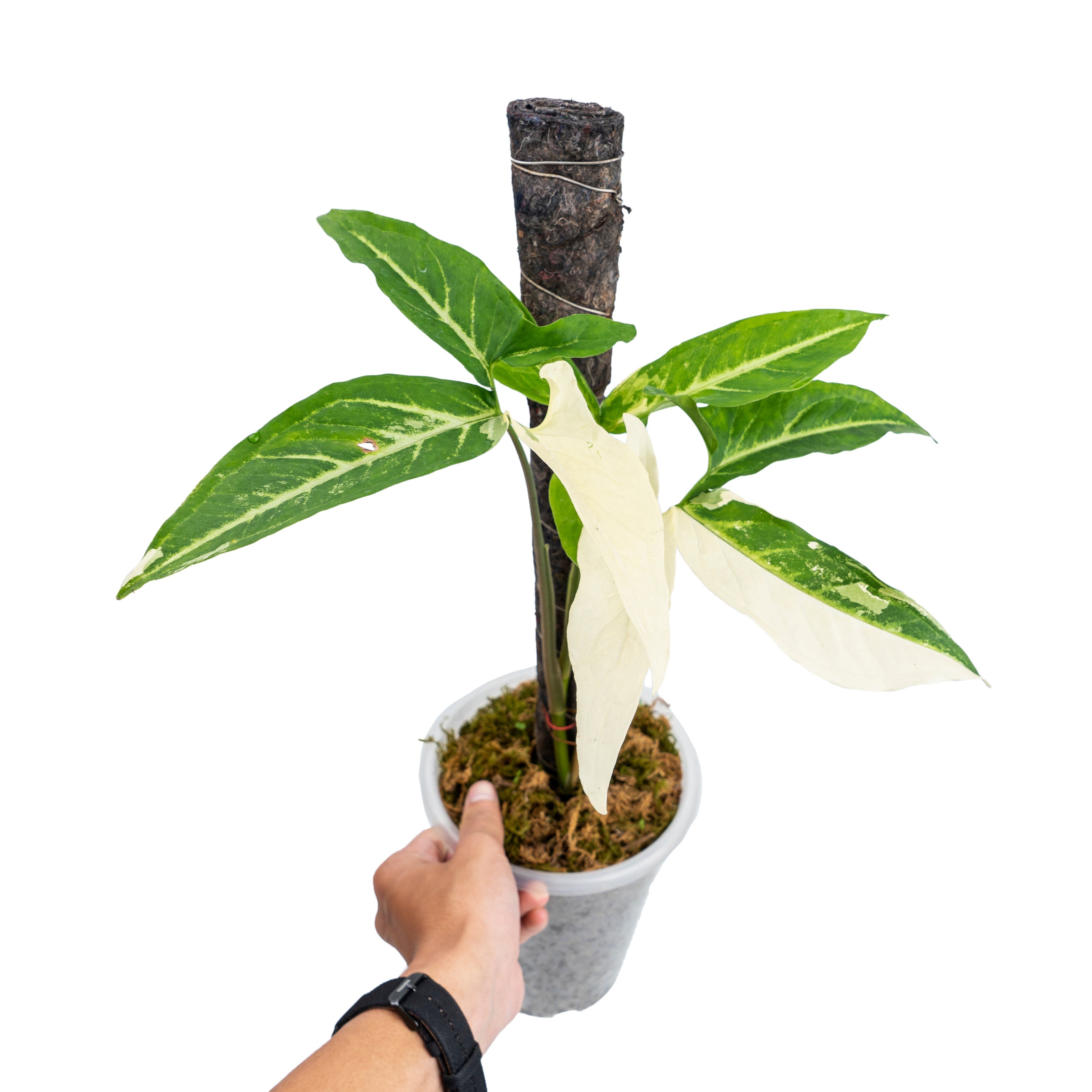 syngonium angustatum variegated