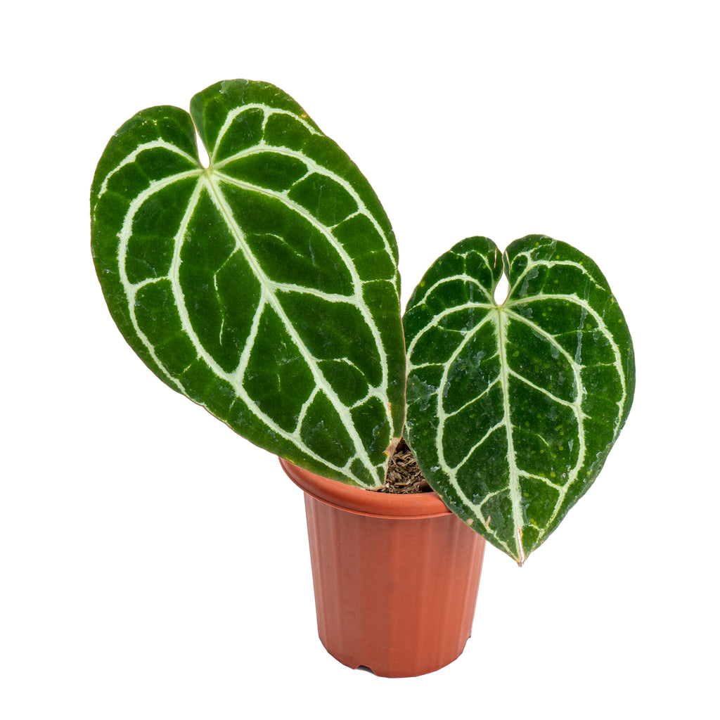 Anthurium crystallinum minahasa – Aroid Market