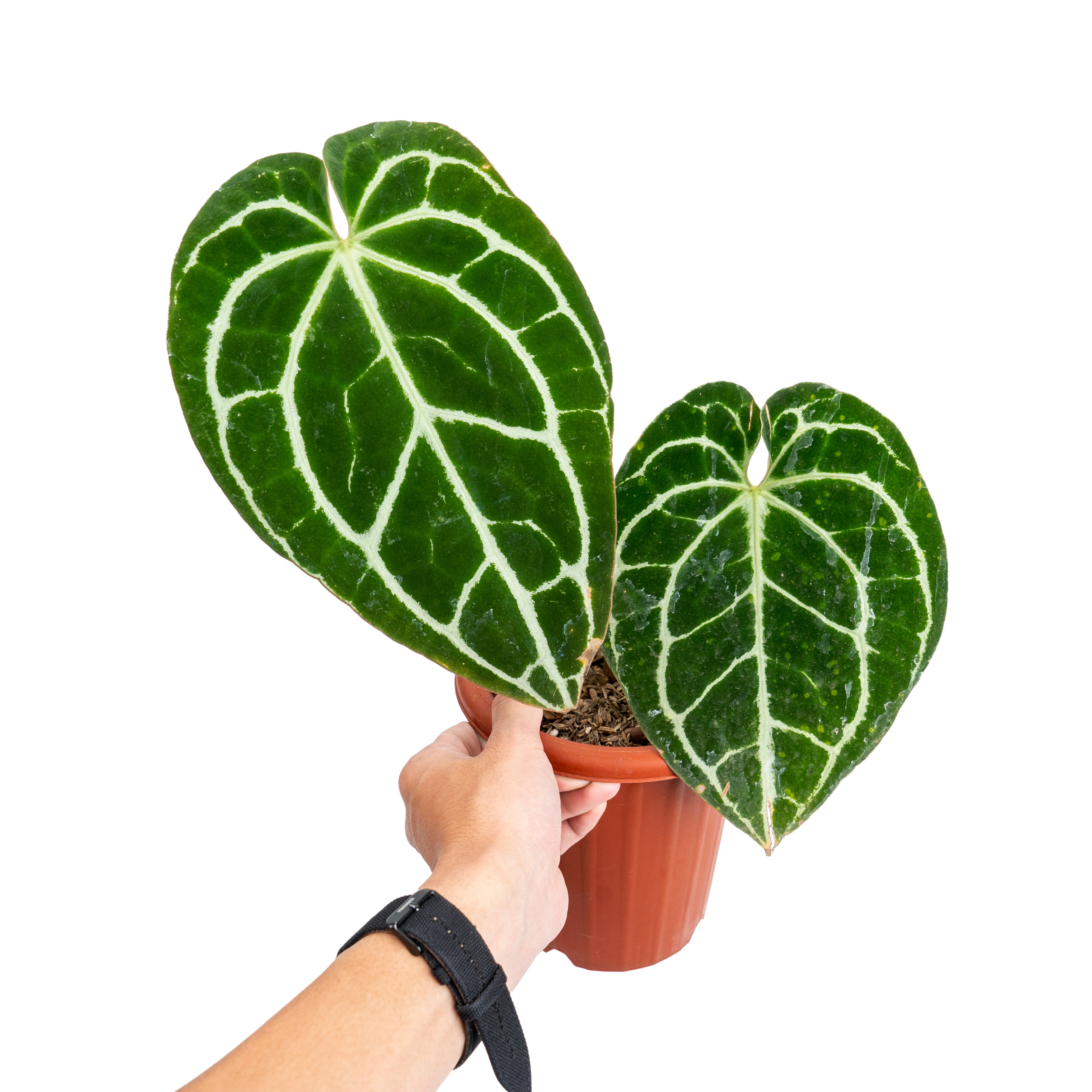 Anthurium crystallinum minahasa