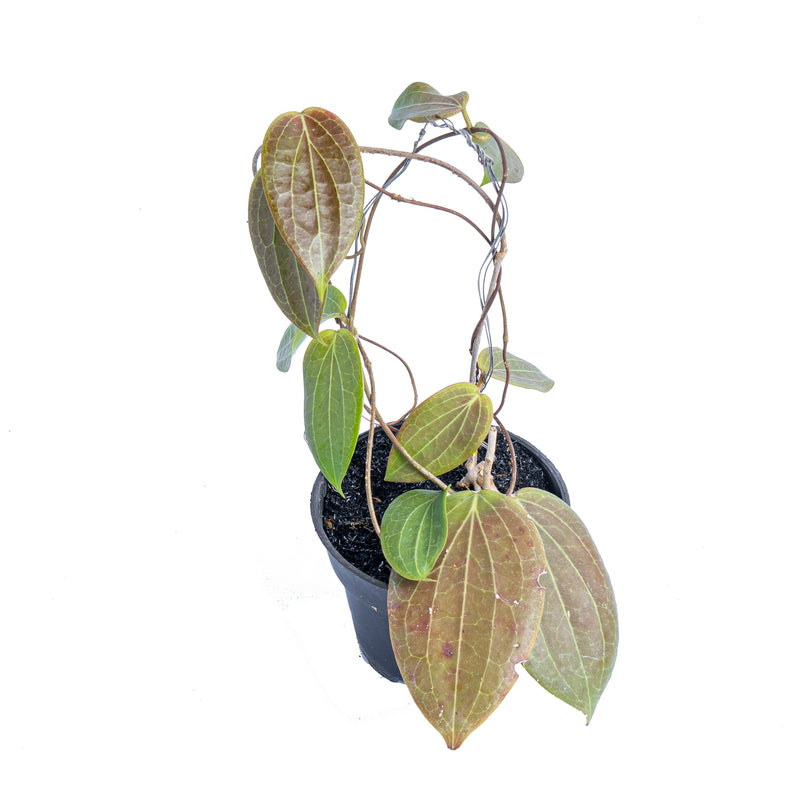 Hoya latifolia Sp Eban